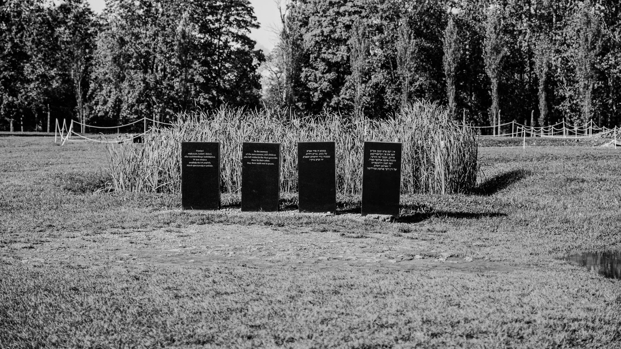 The image shows a black and white photograph of a grassy field with four black headstones standing upright in the center. The stones are arranged in a row, evenly spaced apart. Each stone has text inscribed on it, as in the description, in Polish, English, and Hebrew. The field is surrounded by a line of tall trees on both sides.