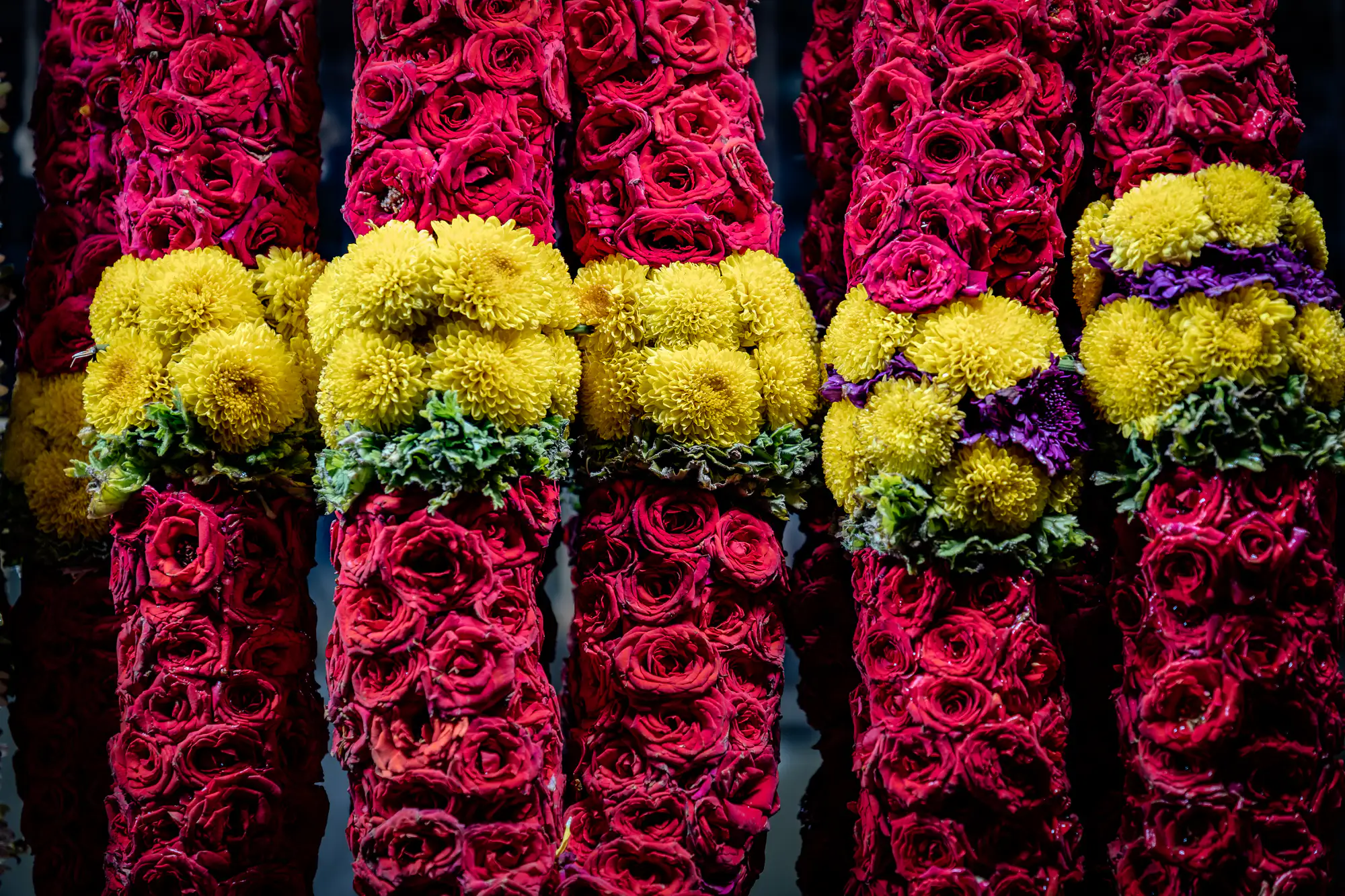 Dense, vertical garlands composed of tightly bound crimson roses hang closely beside one another in a vibrant floral array. Near the center of each column, lush clusters of spherical yellow chrysanthemums form a thick horizontal band accented with small green sprigs and occasional violet petals. Dramatic lighting accentuates the velvety textures and layered folds of the blossoms while casting deep shadows between the suspended strands.