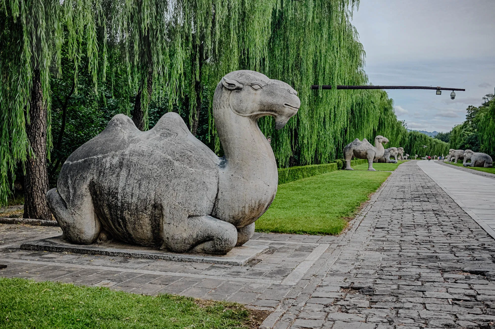 The image shows a large stone sculpture of a camel. It's a close-up view, so you can see the detailed carvings of the camel's body, legs, and head. The camel is lying down, with its head turned to the right, and its body is facing the left. The sculpture is made of grey stone and is weathered, giving it a rough and ancient look. The camel is situated on a stone platform, and there is green grass growing around it. In the background, you can see a pathway made of stone bricks. The path extends into the distance, and there are other stone sculptures of animals along it. On the left of the camel is a tall, thin tree, and you can see a row of weeping willow trees lining the path behind the camel. The sky is overcast and grey.  
