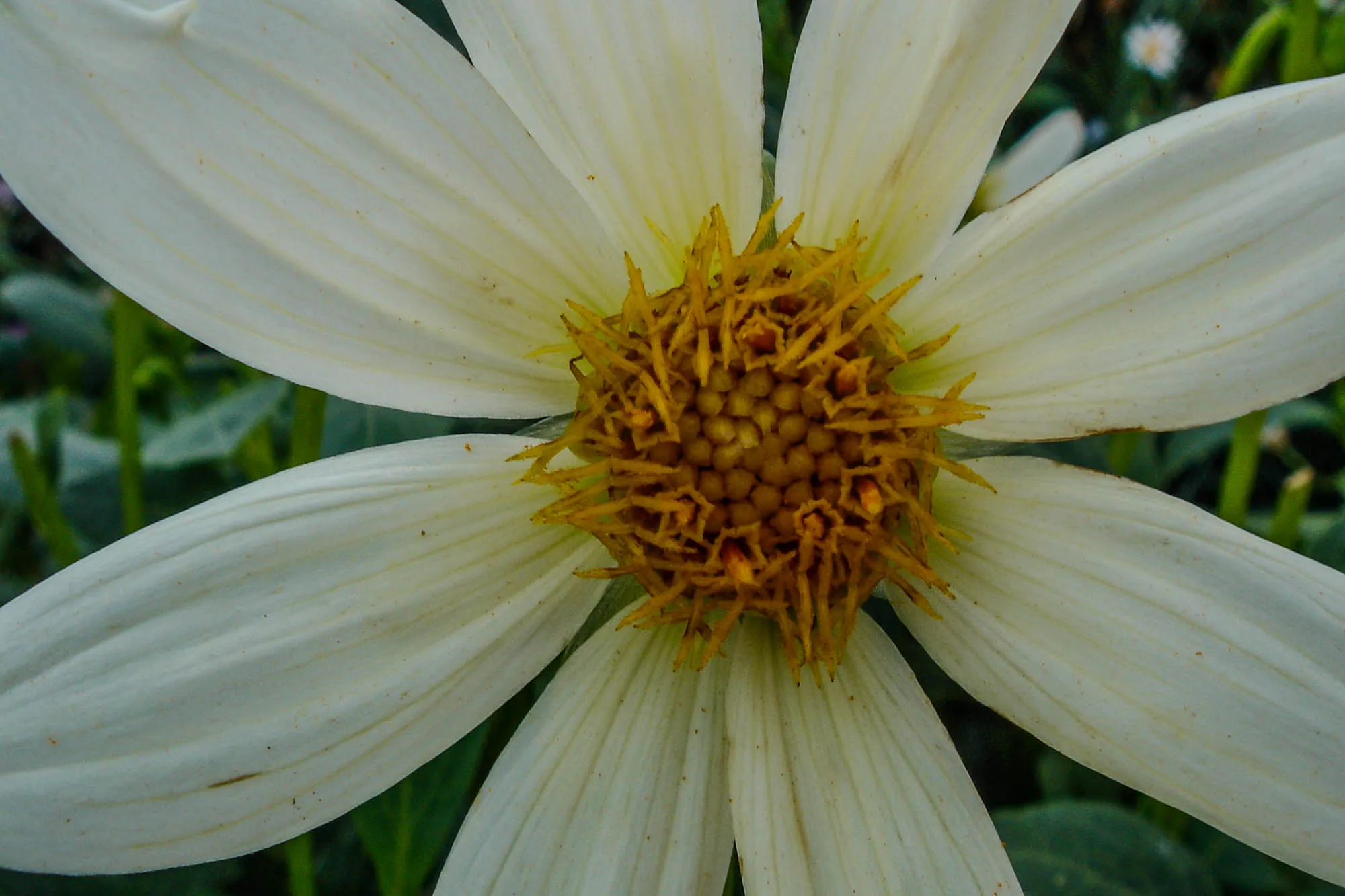 Close-up of a flower with eight white petals with thin yellow lines, and the yellow center.