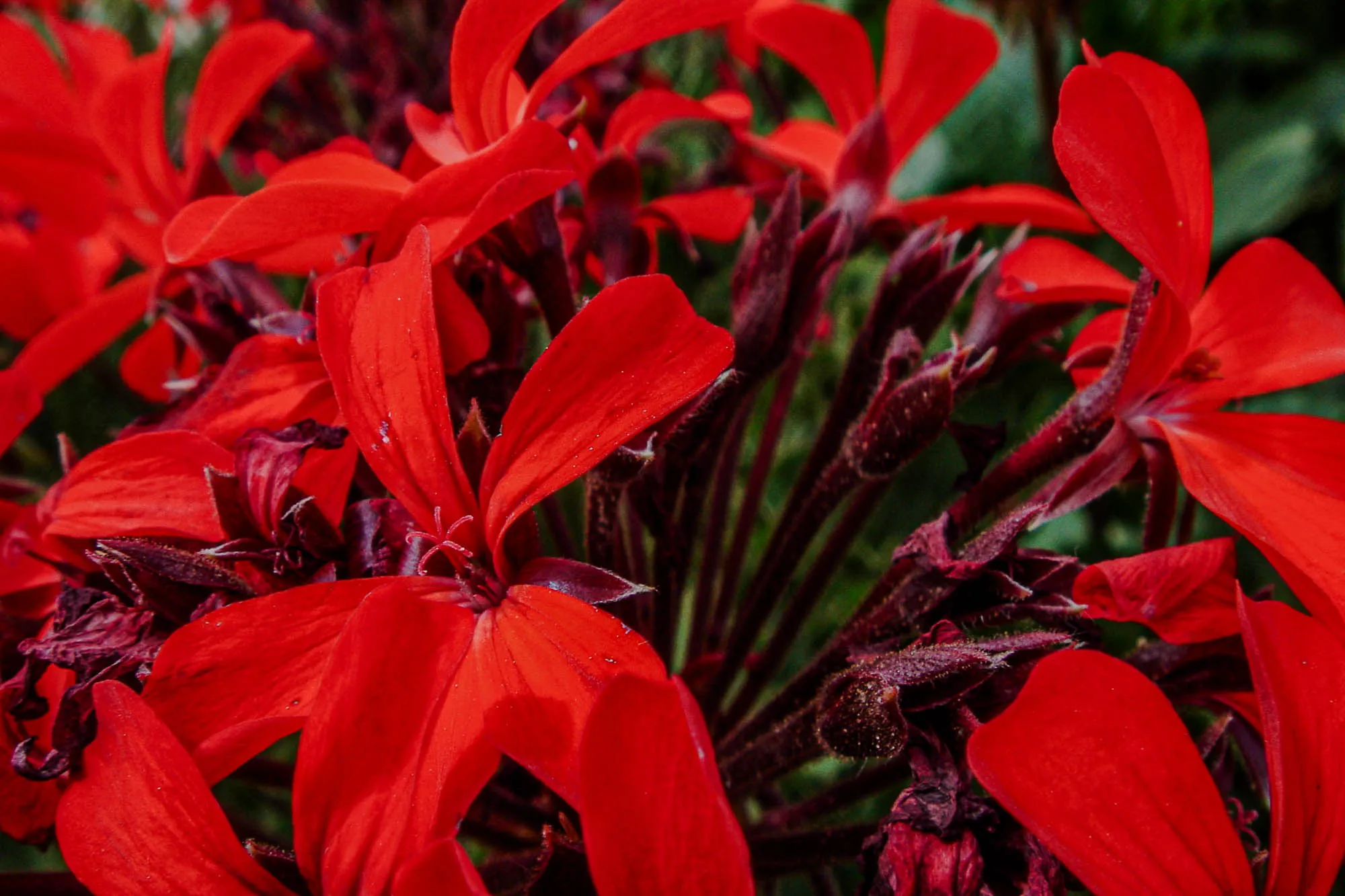 Closeup of a bright red flowers with dark red, almost maroon, stems.