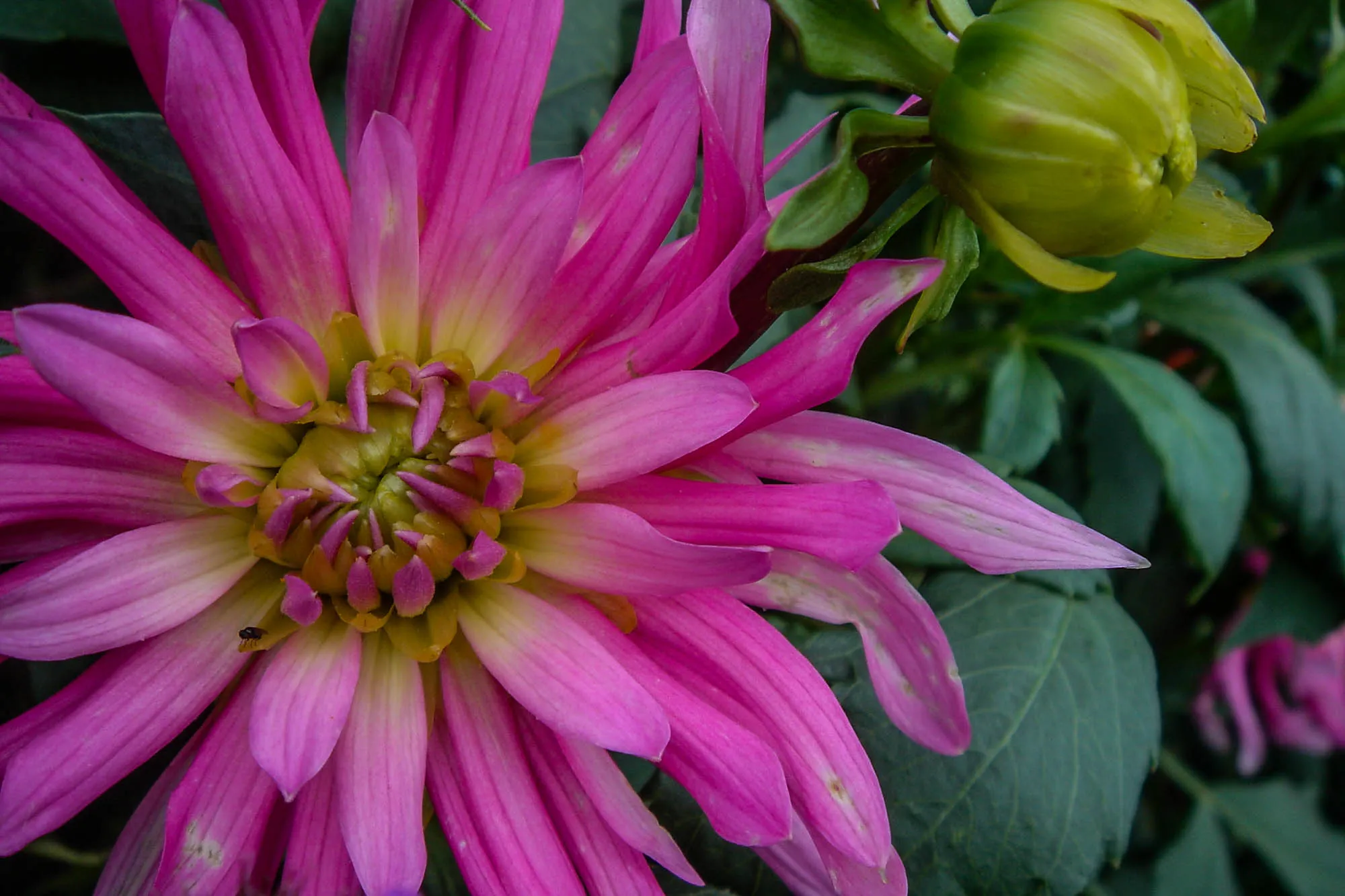 Close-up of a flower with white to pink gradient petals arranged in layers that get larger as they go back from the center of the flower.