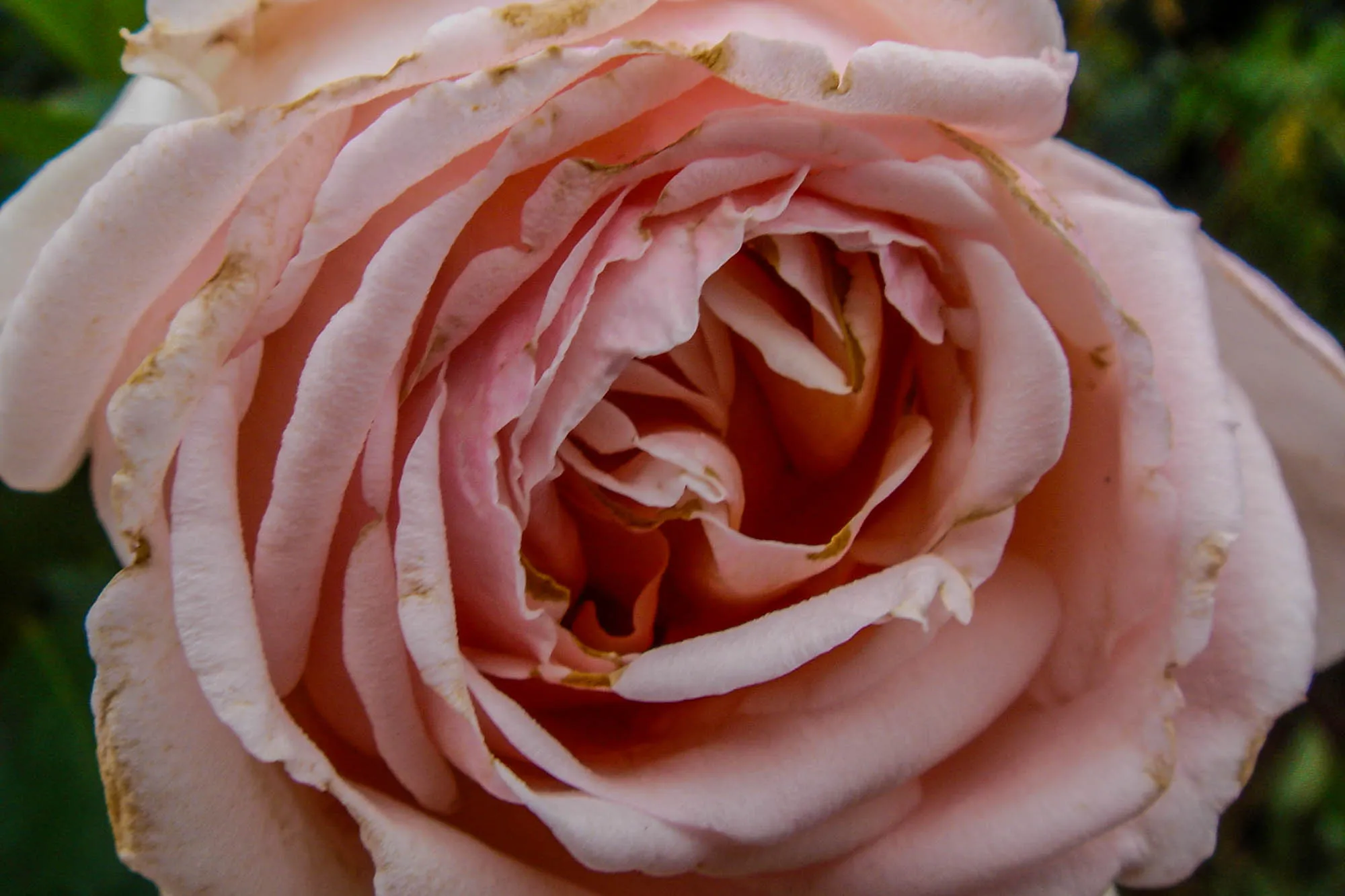 Closeup of the spiral of a light pink rose.