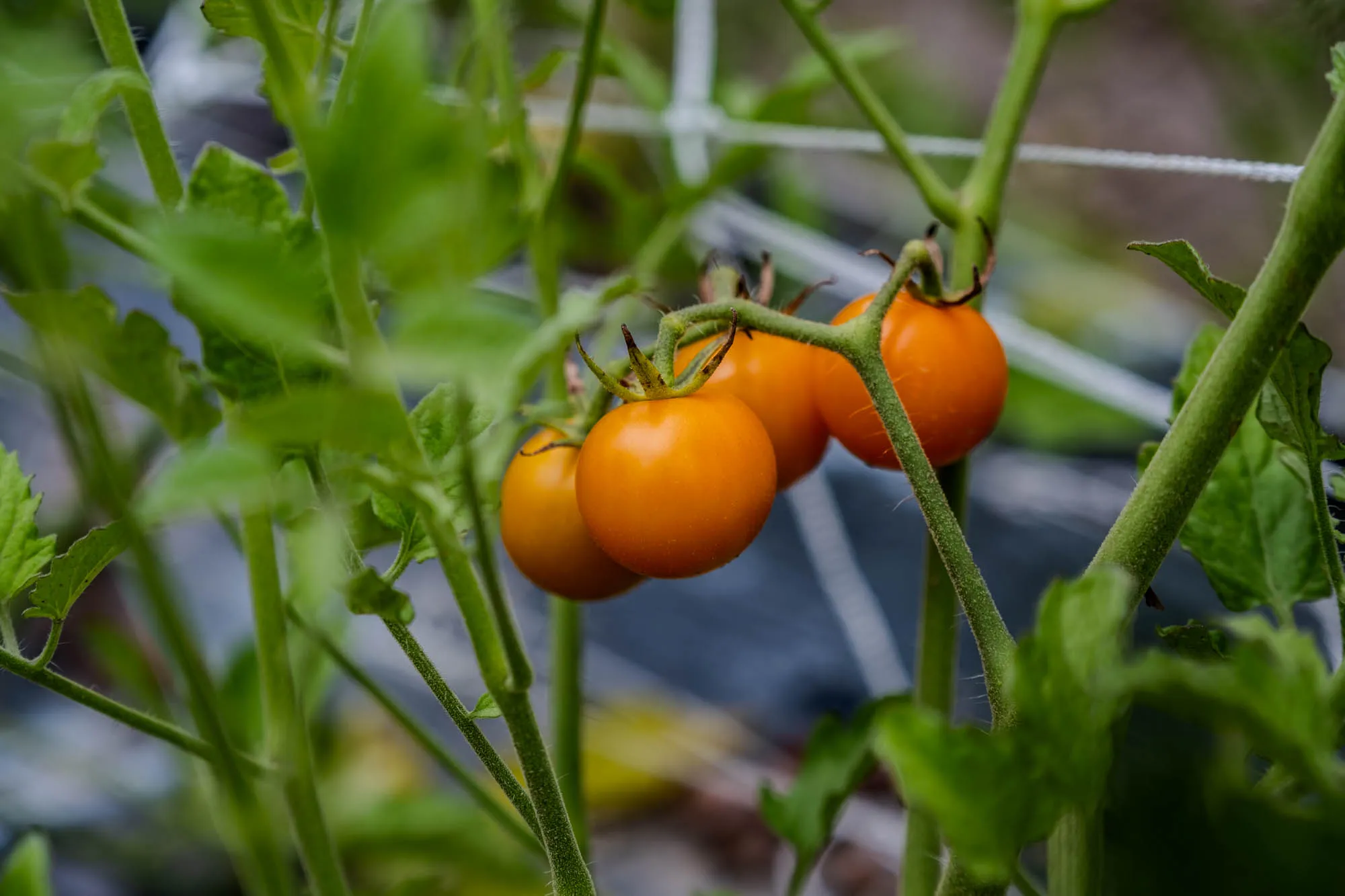 Macro photo of four yellow-orange grape tomatoes on the vine