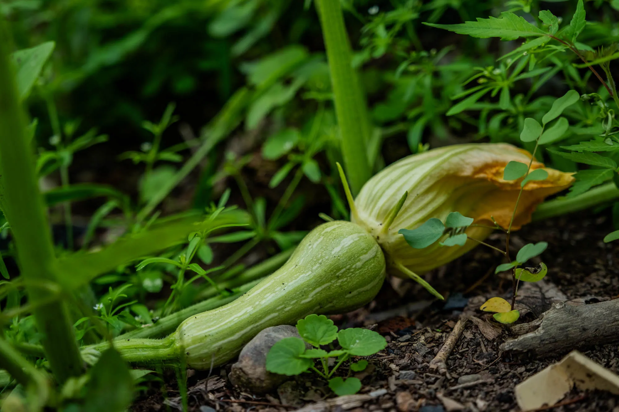 Close-up of a young green squash growing from its blossom on the ground, surrounded by the vines its growing from.