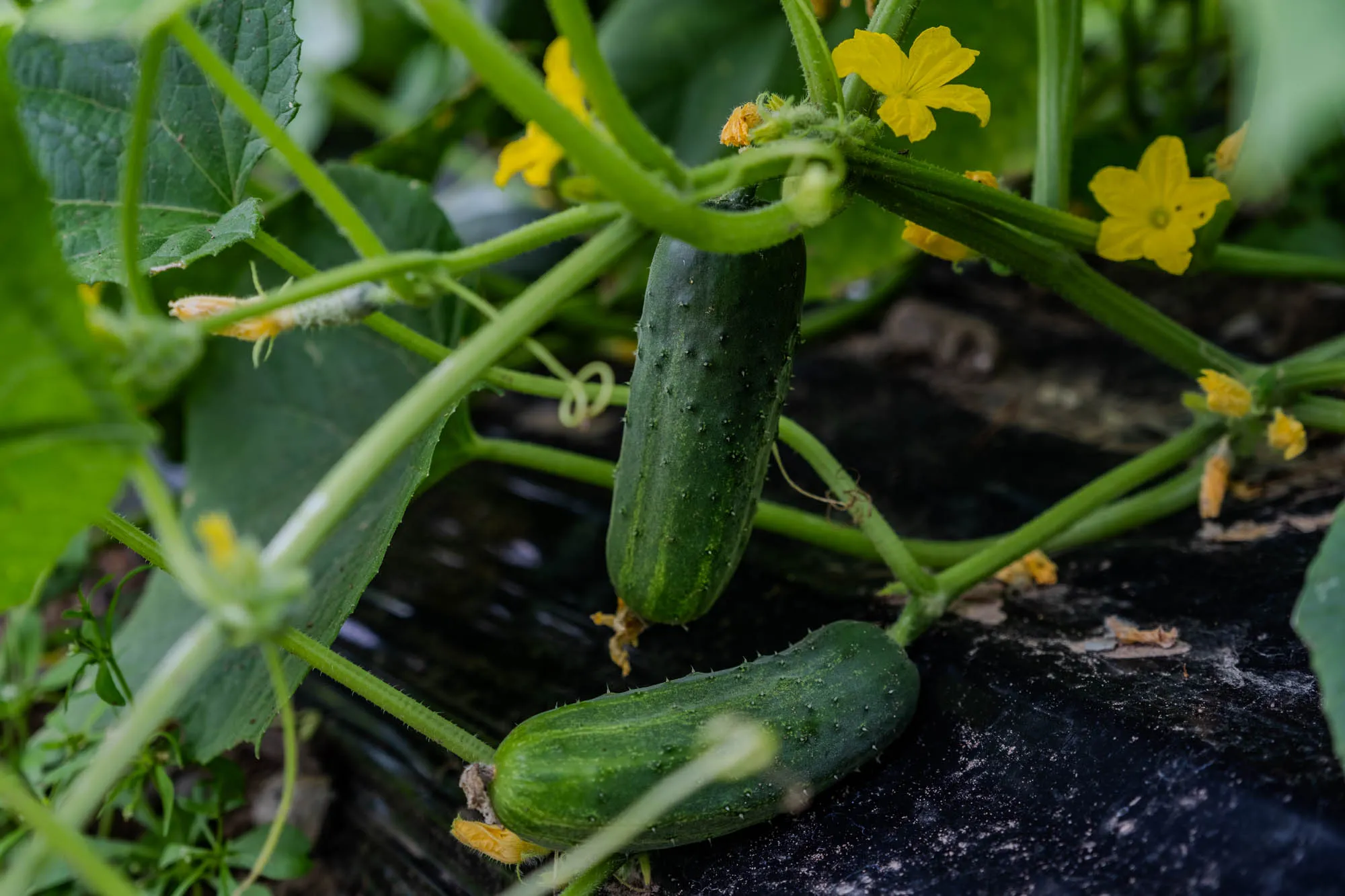 Macro photo of two cucumers, hanging off the vine near the ground, with small yellow flowers along the vines.