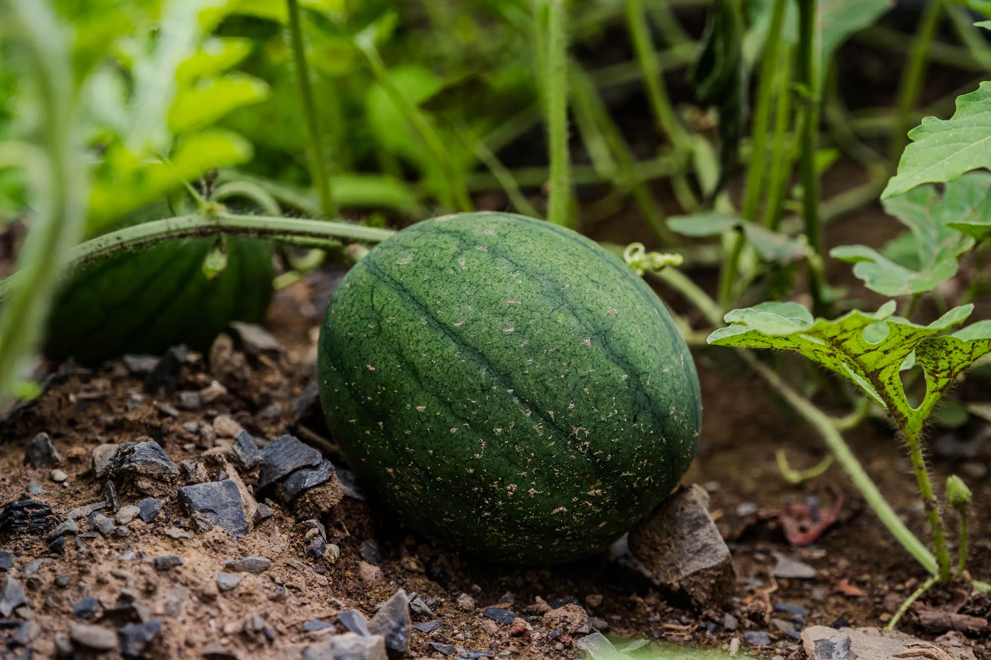 A small watermelon growing on the ground, with another watermelon growing behind it, with vines surrounding it, on the dirt.