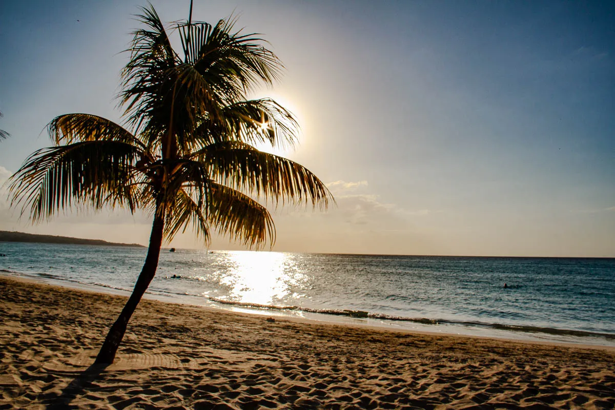 The image shows a tall palm tree growing on a sandy beach near the ocean. The sun is setting in the background, casting a warm light across the scene. The palm tree is in silhouette, with its long, frond-like leaves reaching up towards the sky. The water is a deep blue, and the waves are gently rolling in towards the shore. The beach is covered in fine, white sand.  The sky is a light blue with some clouds.