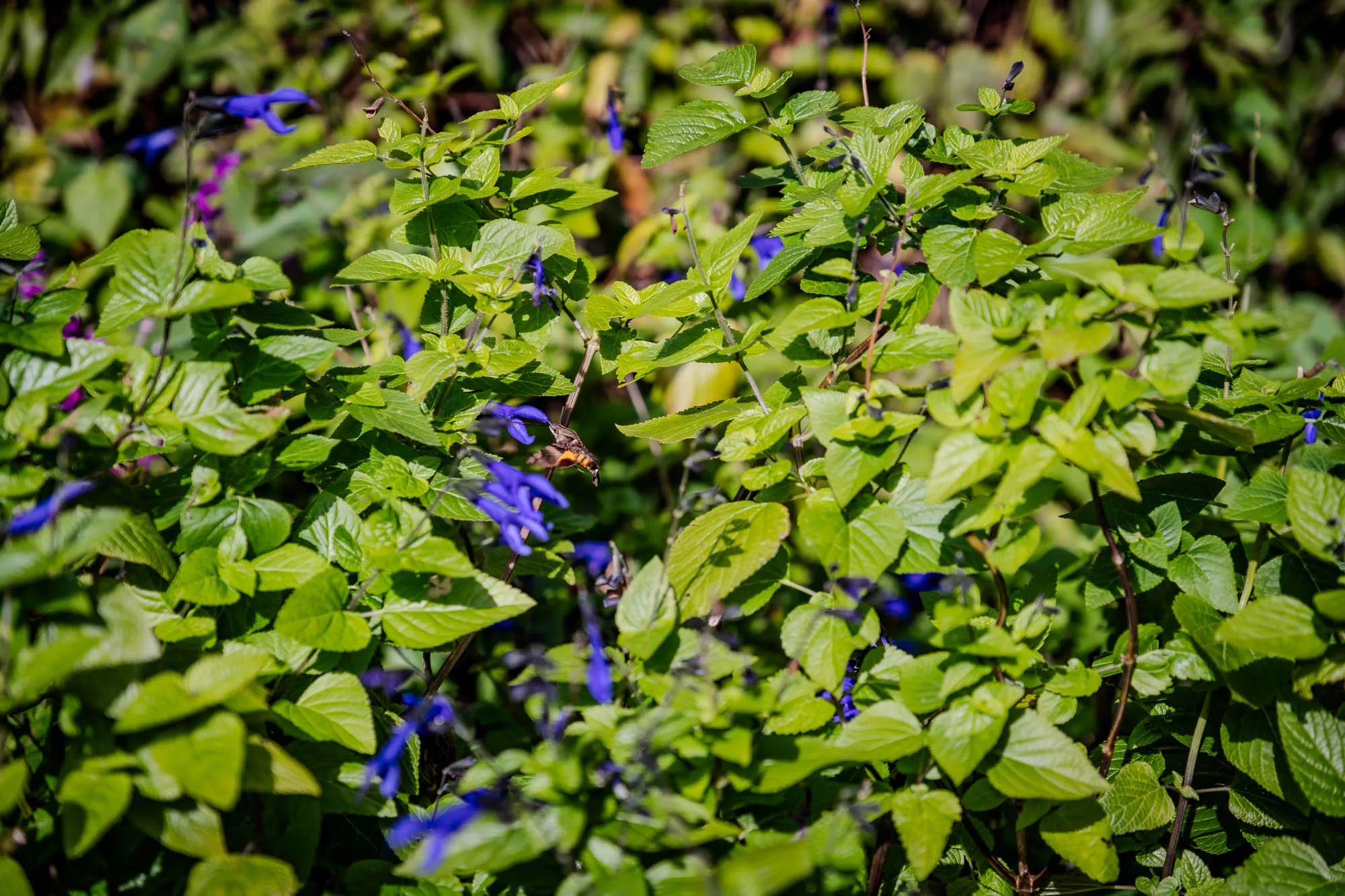 A hummingbird hawk-moth hovers mid-air, its fast-beating wings frozen by a high shutter speed as it approaches a cluster of deep purple sage flowers. The insect features a stout, fuzzy brown body with hints of orange, contrasting against the vibrant, serrated green leaves surrounding it. A wide aperture creates a shallow depth of field, rendering the foreground and background foliage into a soft, abstract wash of green and violet bokeh. Bright, direct sunlight casts sharp shadows deep within the plant bed while illuminating the delicate veins of the sun-drenched leaves.