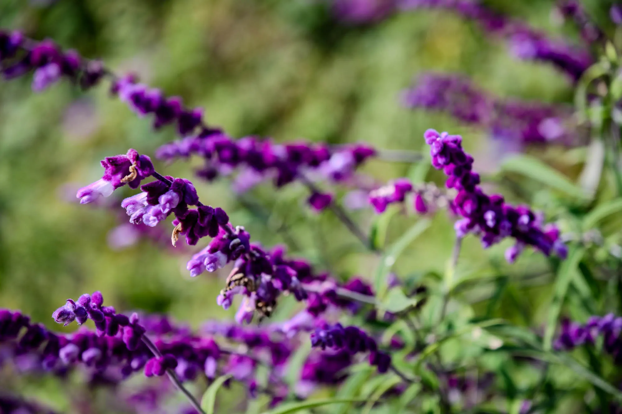 Velvety spikes of purple Mexican bush sage stretch diagonally across the frame, showcasing a texture of soft, fuzzy florets with delicate white tips. A shallow depth of field renders the central cluster in sharp focus while dissolving the surrounding blooms and green foliage into a soft, abstract bokeh. Bright, high-contrast sunlight illuminates the scene, highlighting the intricate details of the petals against the washed-out background of the Nunobiki Herb Gardens.