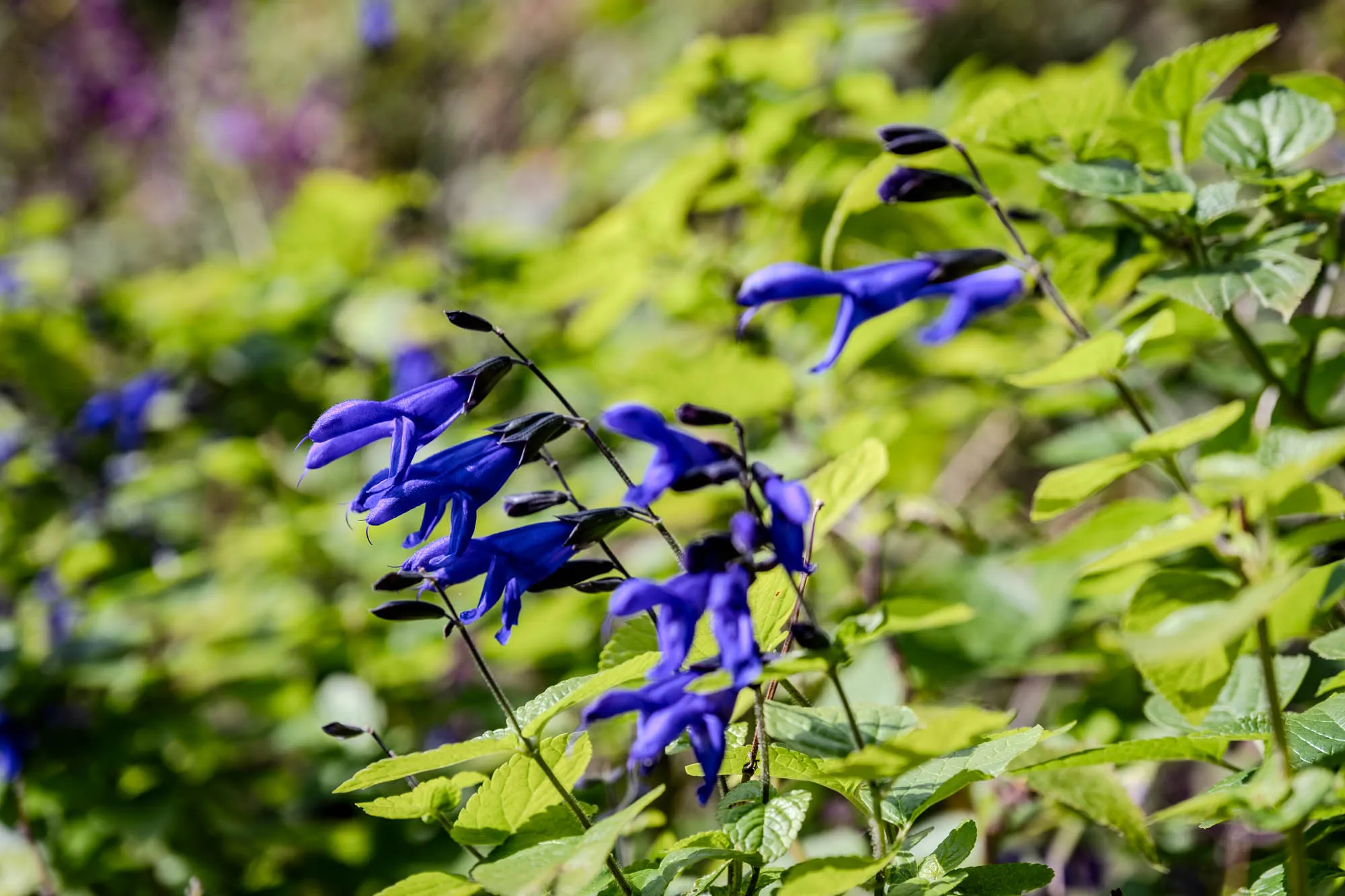 Stalks of deep indigo sage flowers, exhibiting the characteristic tubular shape of Salvia guaranitica, stretch diagonally across the foreground. The bright midday light casts distinct, hard shadows upon the serrated green leaves, emphasizing the texture of the flora found in Kobe, Japan. A shallow depth of field renders the surrounding garden into a soft, abstract bokeh of vibrant chartreuse and distant purple, isolating the sharp details of the primary blooms. The image captures a precise moment of stillness in late autumn, freezing the delicate structures against a wash of sunlight.