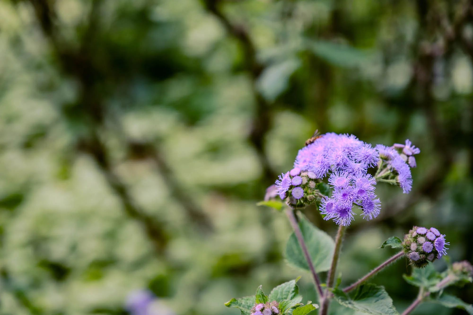 A cluster of purple flossflowers, distinguished by their fuzzy, thread-like petals, stands in sharp focus in the lower right foreground. A small insect rests delicately atop the highest bloom, contrasting with the vibrant violet texture. The background is rendered as a soft, abstract wash of green and brown bokeh, creating a shallow depth of field that isolates the floral subject from the surrounding garden environment. Sunlight gently illuminates the serrated green leaves and the intricate details of the flower heads.