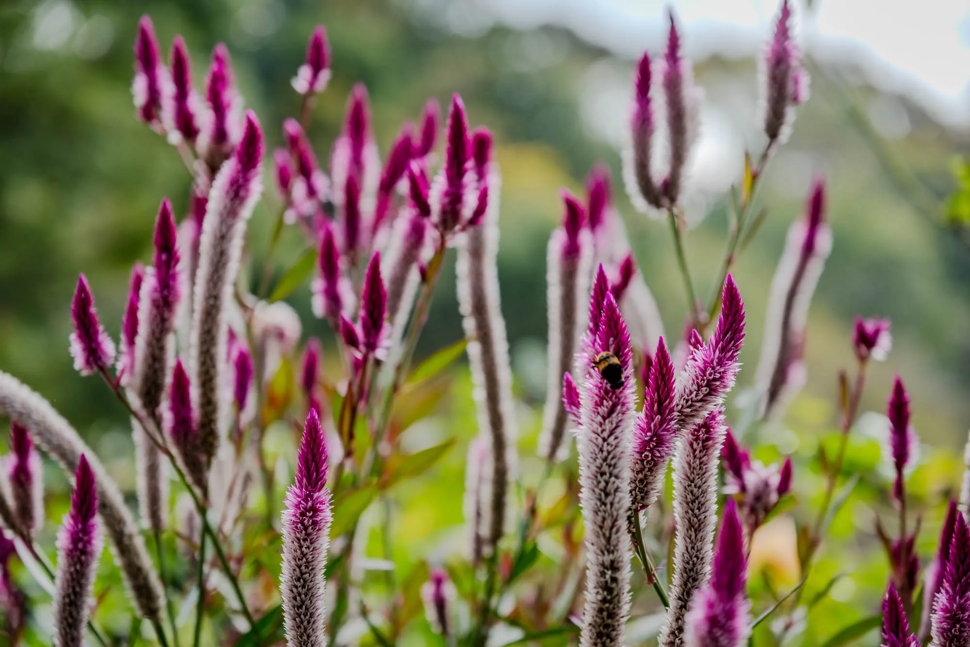 Vertical spikes of bicolor Celosia flowers rise through the frame, transitioning from silvery-white stems to vibrant magenta tips. A shallow depth of field renders the central blooms in sharp focus, capturing the fuzzy, velvet-like texture of the petals and a small bumblebee clinging to a stalk on the right. The background dissolves into a creamy, abstract wash of lush greens and soft white highlights, isolating the detailed flora from the surrounding garden. Natural, diffuse light accentuates the delicate gradients of the flowers, emphasizing the contrast between the sharp foreground and the bokeh-rich environment.