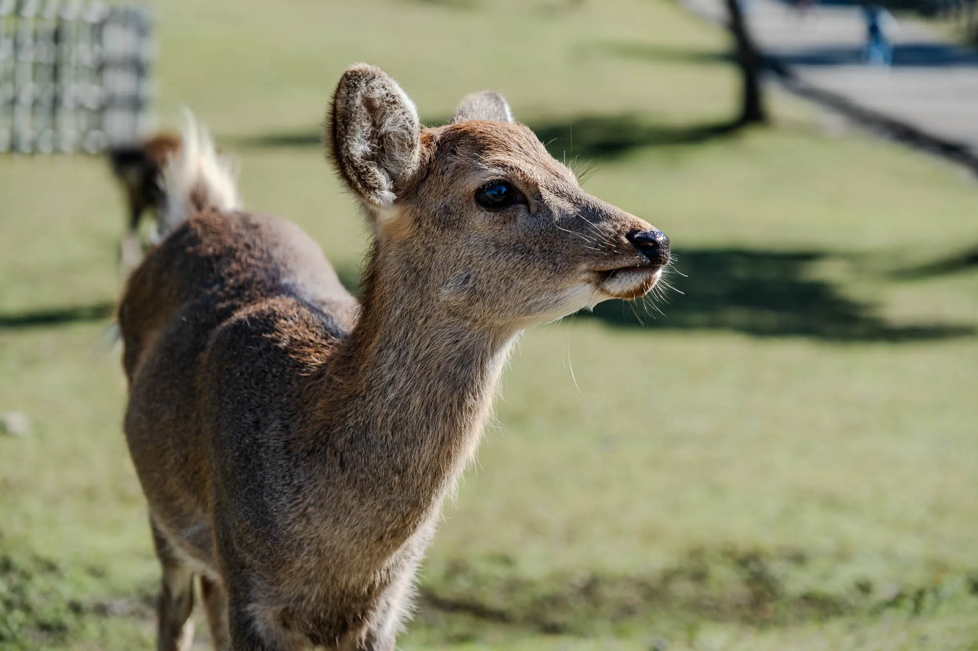 A young deer with mottled brown fur stands in profile, its head turned slightly right as if observing something beyond the frame. Its large, dark eyes reflect the bright light, and delicate whiskers protrude from its small black nose and upper lip. A shallow depth of field renders the background a soft blur of sunlit green grass and faint, dark shapes of trees or structures. The deer's prominent ears are alert, and a glimpse of its short, white tail is visible behind its back.