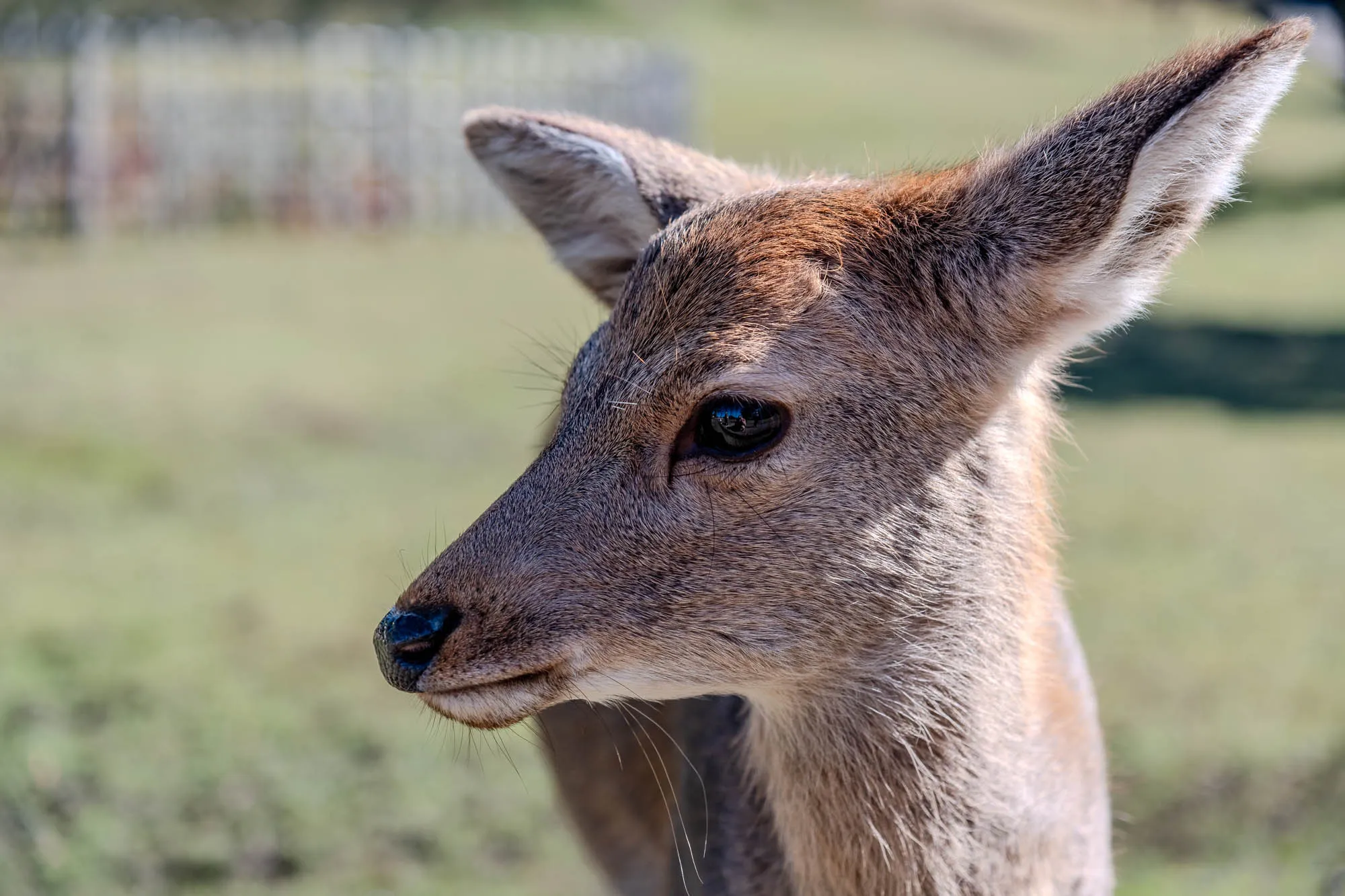 A deer stands in profile, its head and neck filling the right side of the frame. Its light brown fur is detailed, with darker brown accents around its muzzle and ears, and a deep brown, reflective eye captures a sliver of light. Whiskers protrude from its chin and muzzle, and its dark nose appears wet. A shallow depth of field softly blurs the distant green grasses and a light-colored fence, isolating the deer against the natural backdrop.