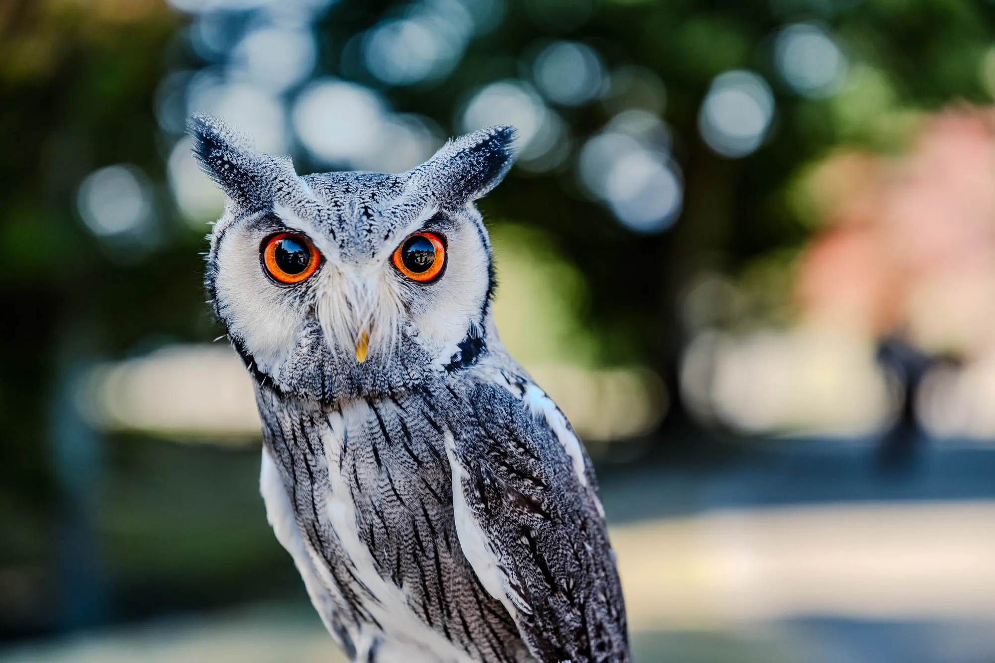 A small, white-faced owl with prominent gray ear tufts stares directly forward, its large, intense orange eyes captivating the viewer. Its plumage displays a sophisticated gradient of finely textured white and various shades of gray, creating intricate patterns across its head and body. A subtle yellow beak is partially visible amidst its facial feathers. The background is rendered with an extremely shallow depth of field, producing a soft, ethereal bokeh of blurred green foliage, cool blue hues, and hints of muted red.