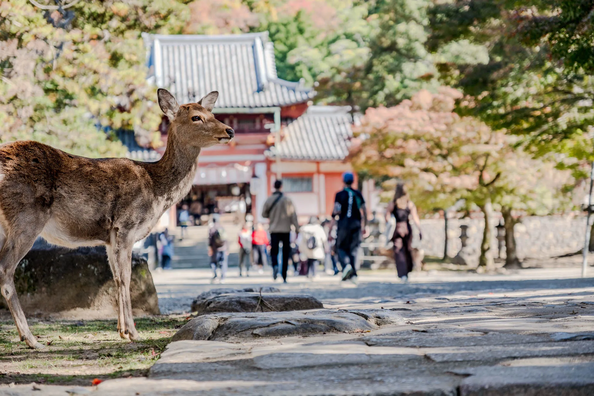 A brown deer stands sharply in the left foreground, its head turned slightly to the right, ears alert. Its fur displays subtle variations in brown and grey tones. The shallow depth of field creates a soft, blurred background featuring a path of irregular stone pavers, with several indistinct human figures walking in the distance. Behind them, traditional Japanese buildings with tiered dark tiled roofs and warm red details are nestled among trees displaying vibrant autumn foliage in hues of green, yellow, and red.