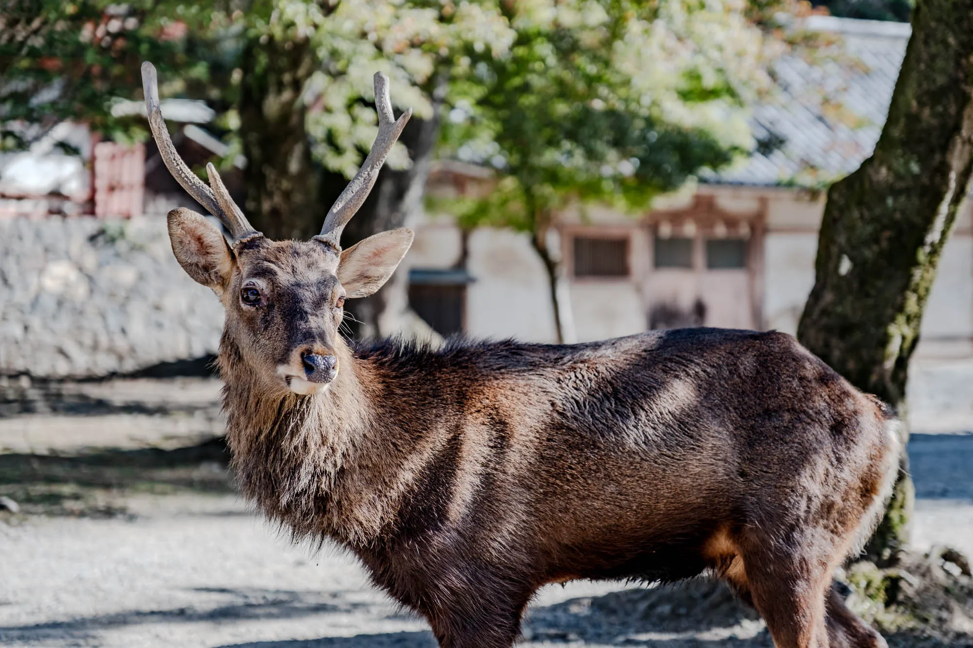 A young male deer with developing antlers stands alertly, gazing directly forward, slightly turned towards the viewer's right. Its body is covered in a rich, dark brown fur, showing subtle variations in texture and tone, while its large ears are cocked. A shallow depth of field softly blurs the background, revealing the green canopy of trees and the distinctive, dark tiled roof of a traditional Japanese building. Diagonal patterns of sunlight and shadow dapple the light-colored ground beneath the deer.