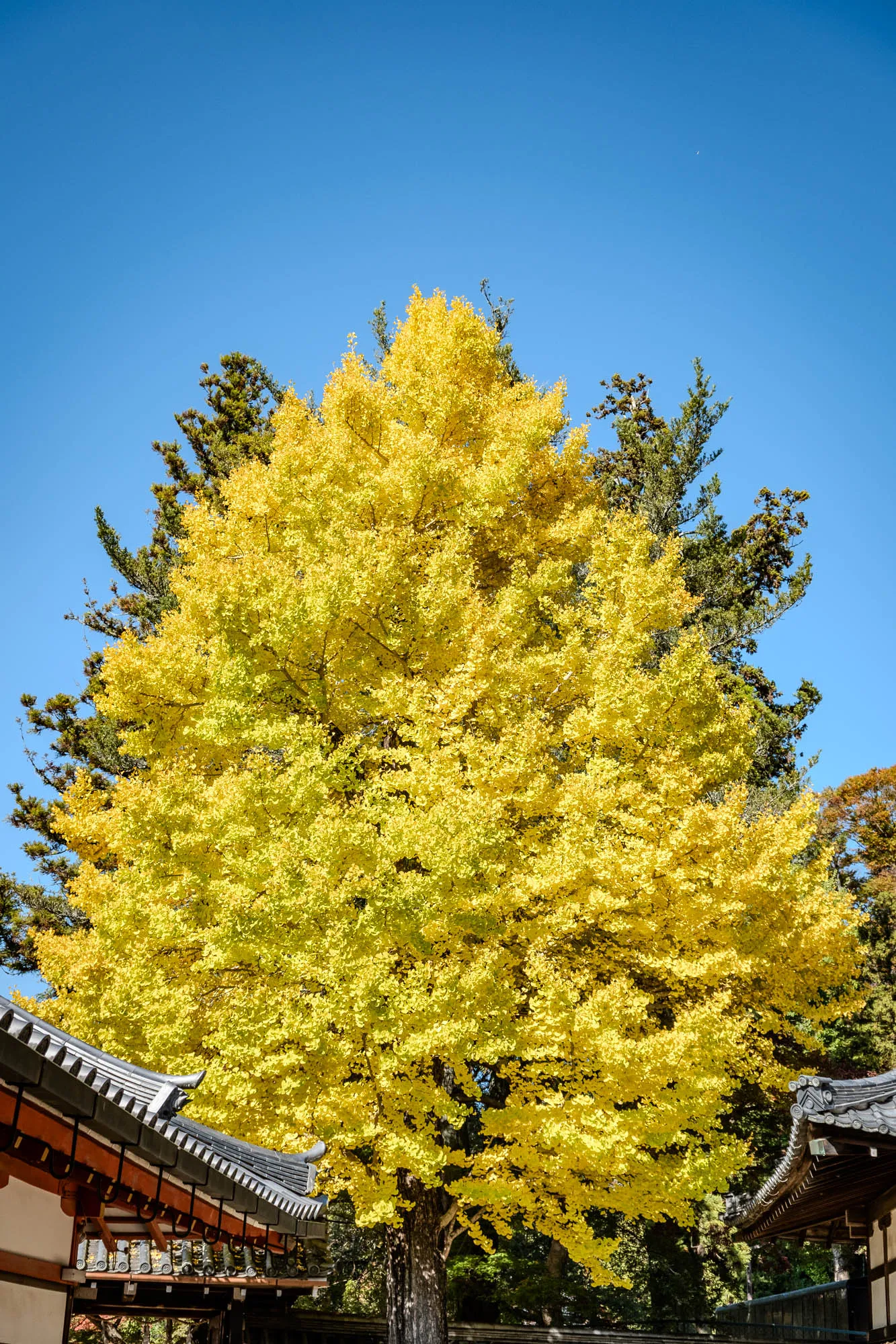 A brilliant golden-yellow deciduous tree dominates the frame, its dense, rounded canopy filling much of the vertical space. It stands against a clear, expansive deep blue sky, with a hint of darker evergreen foliage visible behind it. Beneath its vibrant leaves, the dark gray tiled roofs and red-orange eaves of traditional Japanese temple architecture are partially visible in the lower corners. The strong sunlight brightly illuminates every leaf, rendered with crisp detail due to the fast shutter speed, creating a luminous autumnal scene.