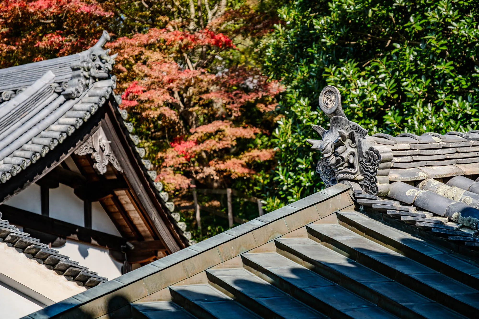A fierce, sculpted roof finial adorns the corner of a multi-tiered traditional Japanese roof, sharply defined against a softly blurred background of vivid red and green autumn foliage. The foreground roof exhibits a weathered, coppery-green surface with distinct stepped sections, contrasting with the grey tiled roof and dark wooden eaves of a structure in the midground. Sunlight illuminates the scene, casting clear shadows and highlighting the intricate details of the carved guardian figure and the decorative elements beneath the eaves. The shallow depth of field isolates the architectural elements, emphasizing their textured surfaces and traditional craftsmanship amidst the vibrant natural setting.
