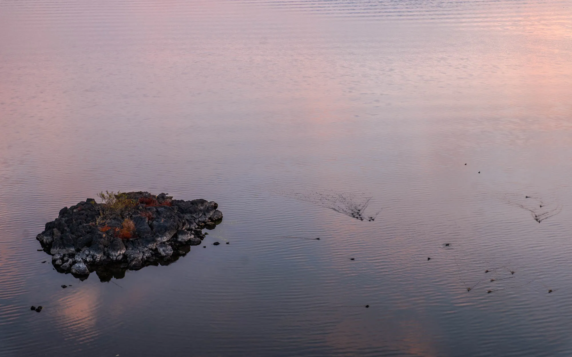 A dark, rugged volcanic island, adorned with a few sparse green and reddish-brown plants, sits in the lower-left quadrant of a wide, calm body of water. The tranquil surface reflects soft pink and purple hues from the sky, creating subtle, parallel ripples across the entire expanse. Scattered across the water are numerous small, dark ducks or birds, many leaving distinct V-shaped wakes behind them as they move. The composition emphasizes the quiet vastness of the water and the gentle movement of the wildlife.