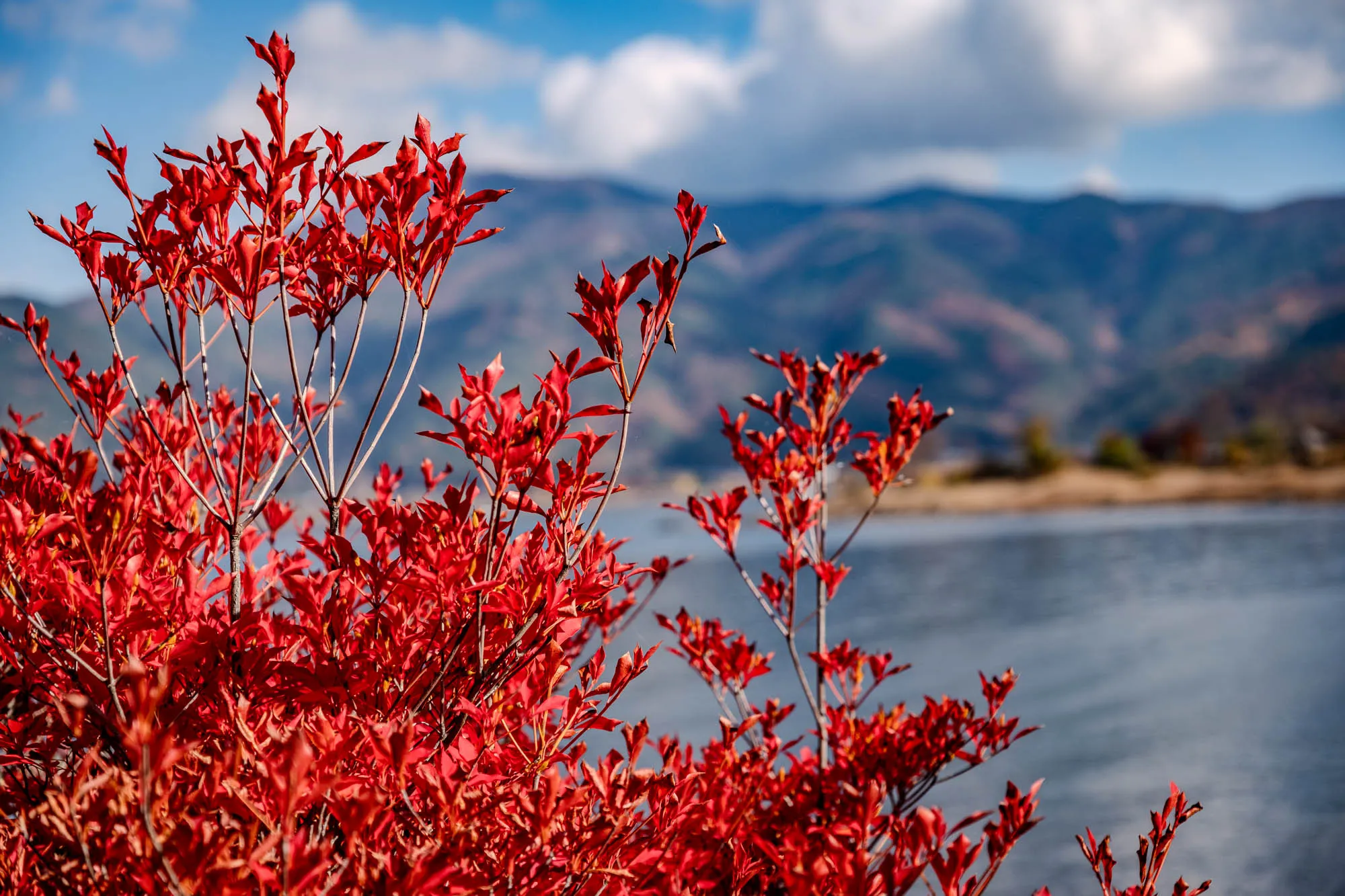 Vibrant scarlet foliage with slender, branching stems fills the foreground, their intensely red leaves sharply detailed. The dense bush occupies the left and bottom-center, illuminated by bright daylight. Behind the vivid autumn colors, a serene body of water with subtle ripples extends towards a softly blurred background of rolling mountains, showing faint hints of autumnal hues. A bright blue sky with scattered white clouds completes the expansive scene, with the shallow depth of field drawing focus to the foreground leaves.