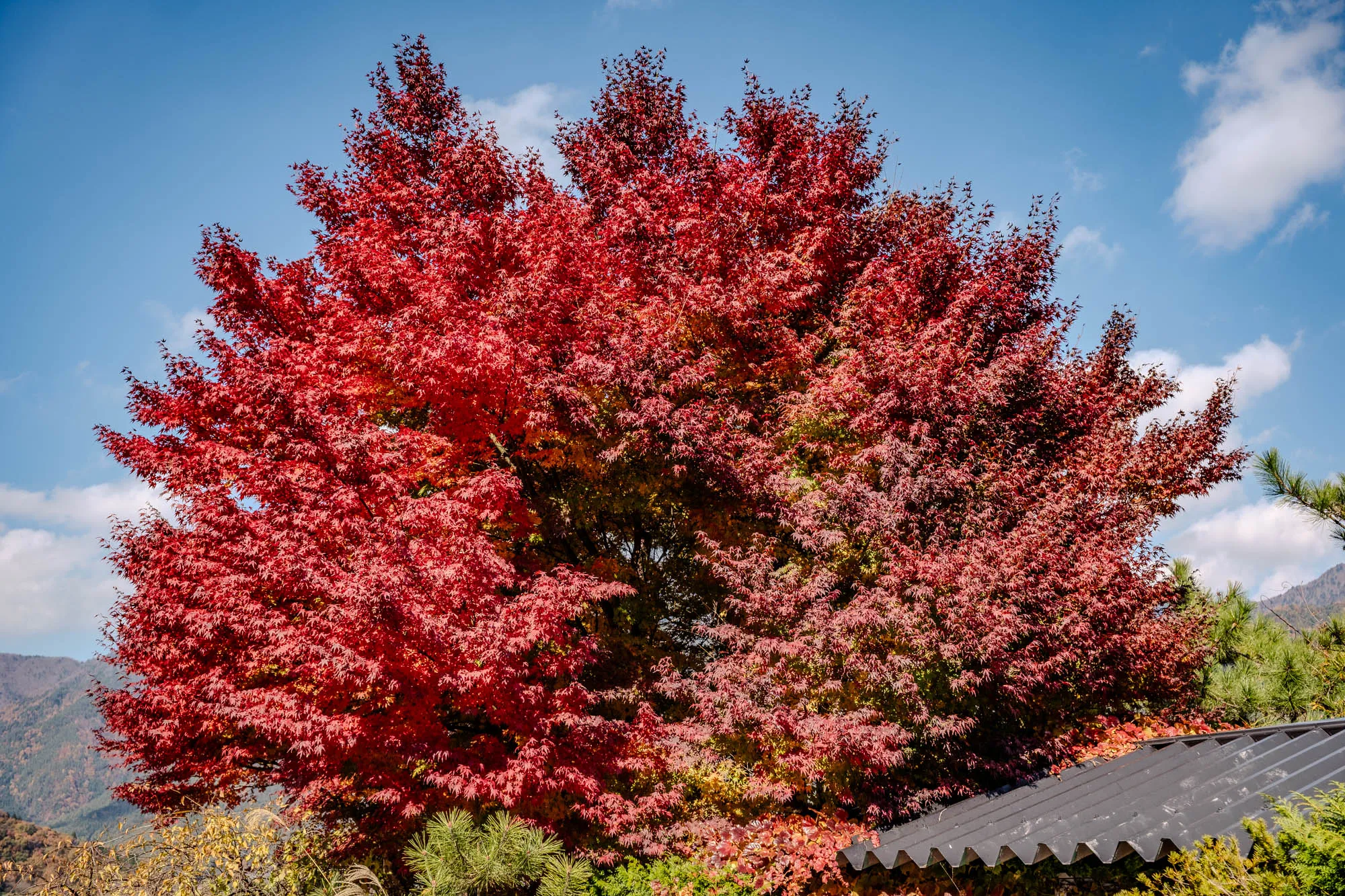 A dense, vibrant maple tree bursts with innumerable fiery red leaves, filling the upper and central portions of the scene under a bright blue sky. The meticulously formed leaves display a spectrum of crimson and scarlet, catching the direct sunlight. Below the brilliant canopy, a dark, corrugated roof is visible in the lower right, while a subtle mountainous landscape recedes into the background on the left. Scattered white clouds drift lazily across the top right, complementing the intense autumn hues.