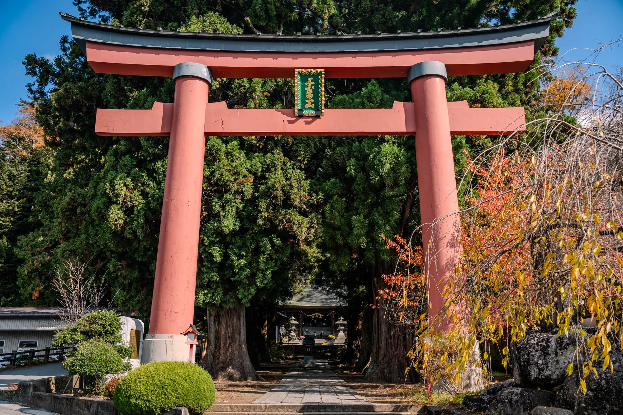 A large, weathered vermillion torii gate stands centrally, its two prominent pillars and dark gray crossbeams framing a straight stone path. This path leads through an avenue of towering evergreen trees, which create a dense, green canopy overhead. In the distance, a traditional Japanese building with a multi-tiered dark roof is visible, flanked by subtle stone lanterns. On the right, a weeping tree bursts with vibrant golden and orange autumn leaves, adding a seasonal contrast to the dominant green foliage and clear blue sky.