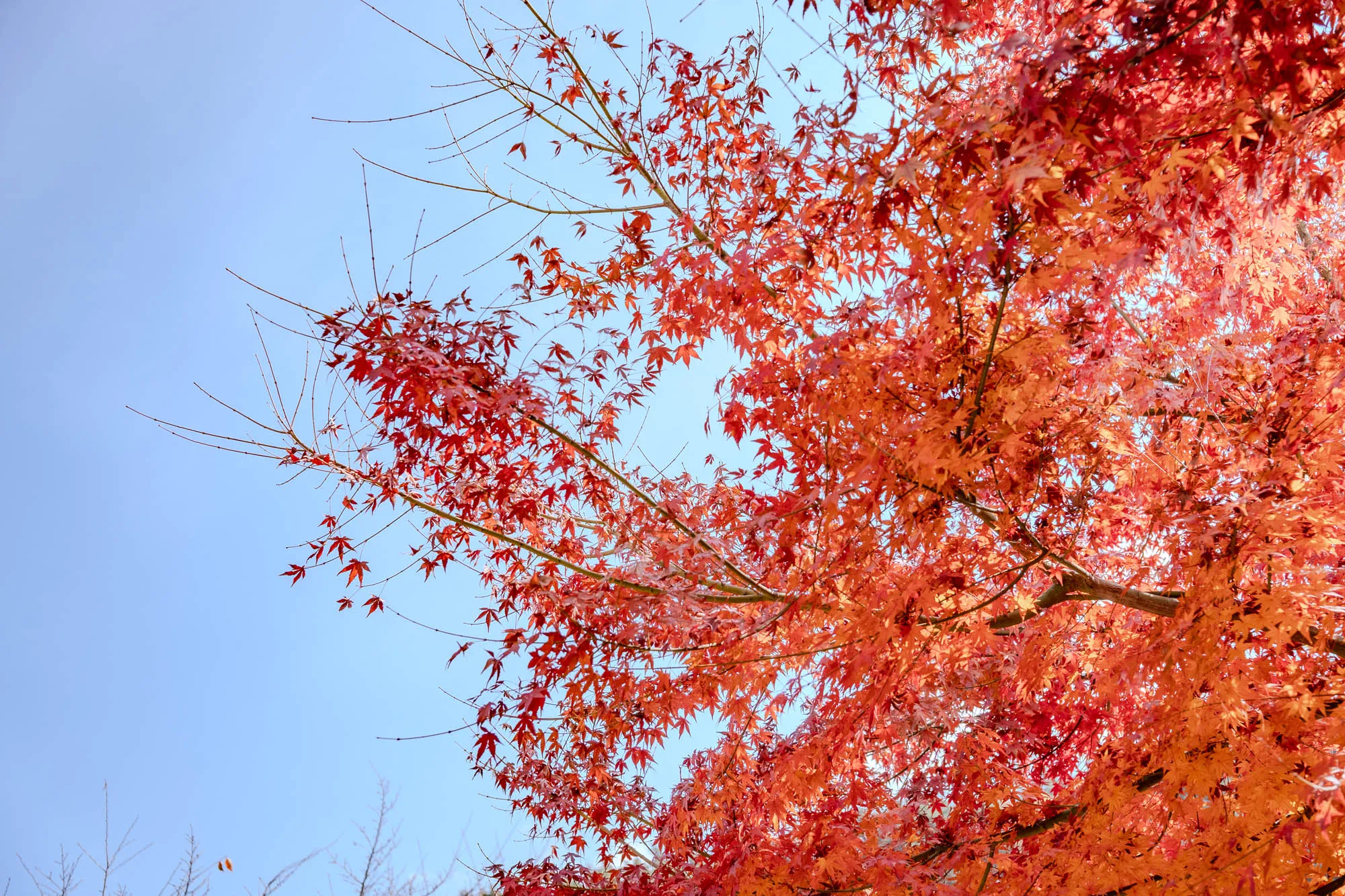A dense canopy of Japanese maple leaves, intensely colored in brilliant reds and oranges, fills the majority of the frame. The intricate, deeply lobed leaves are sharply rendered against a clear, bright blue sky that dominates the upper-left quadrant. Delicate, bare branches interlace with the vibrant foliage, creating a sense of depth as the viewer looks upwards through the tree, bathed in strong, direct sunlight.