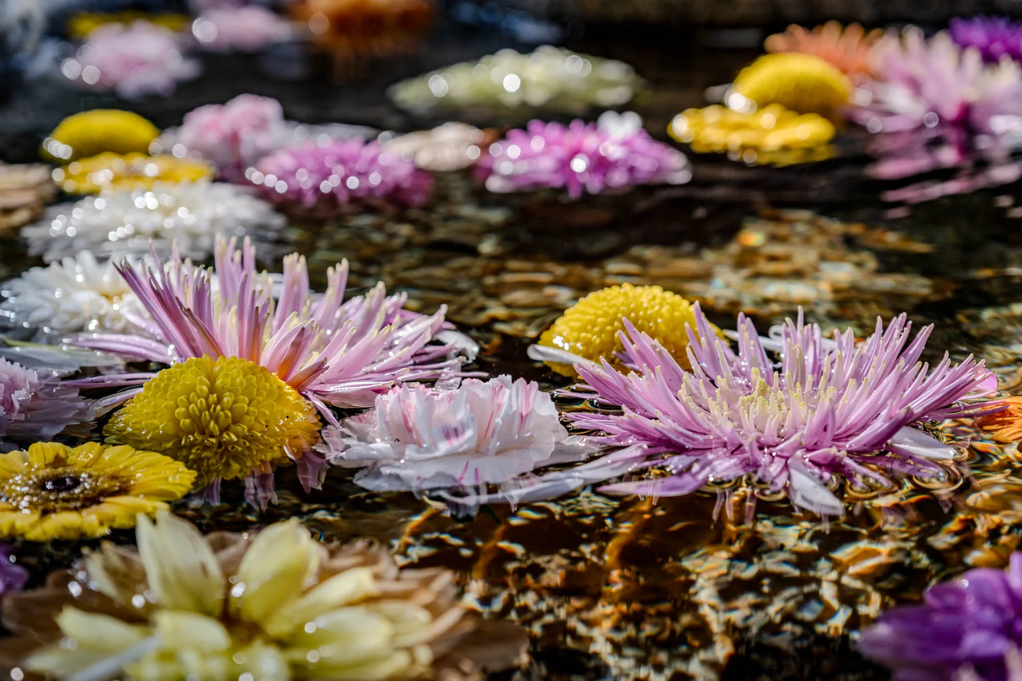 Various vibrant flowers, including fuchsia-pink, bright yellow, and white varieties, float on a rippling water surface. The intricate, spiky petals of the primary pink flowers, with dense yellow centers, are sharply in focus in the foreground and mid-ground. A shallow depth of field renders distant blooms and the textured water below as soft, luminous bokeh circles and warm, mottled reflections. The overall scene captures a delicate arrangement of blossoms adrift, glistening with water droplets and illuminated by dappled light.