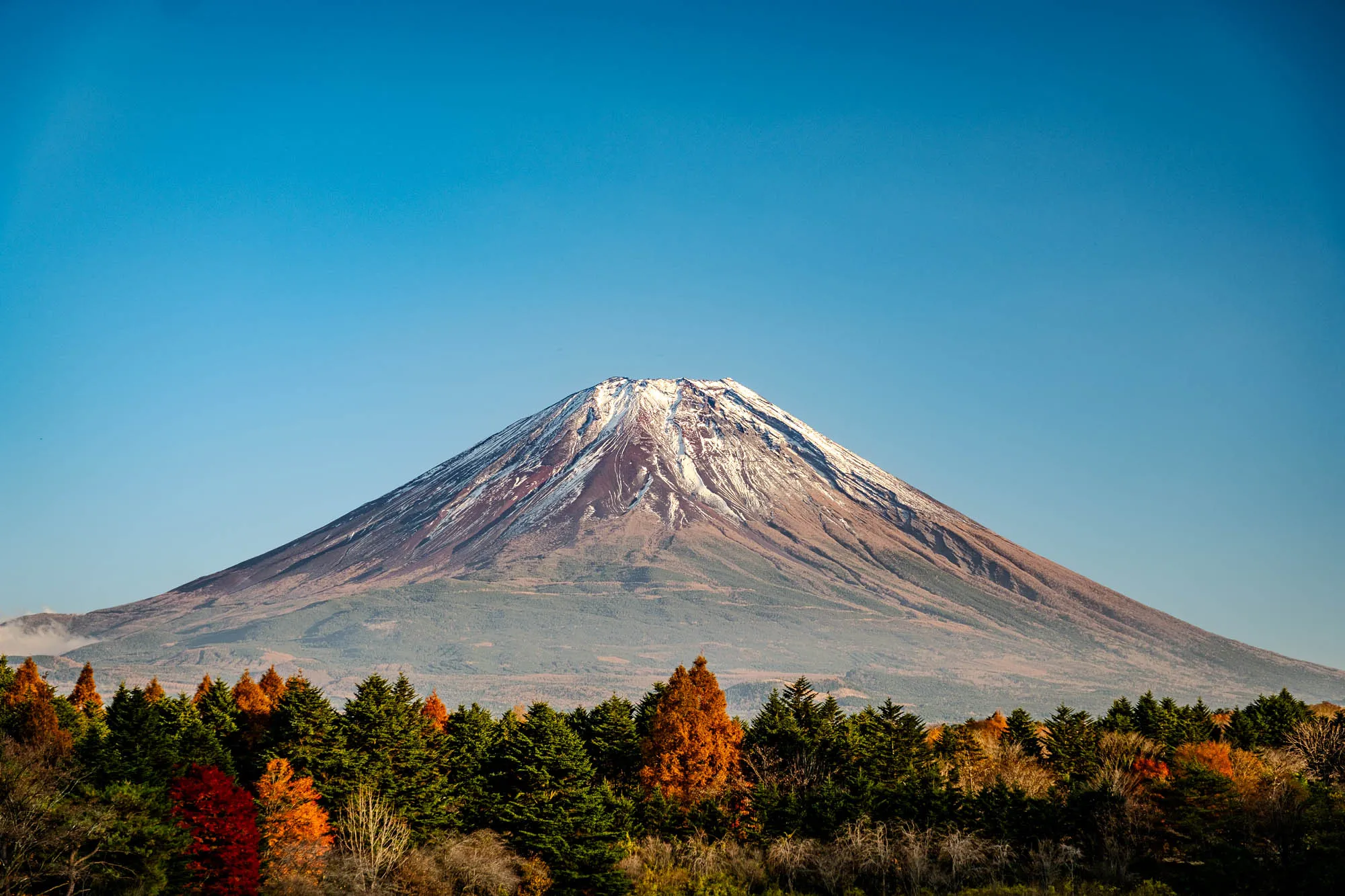 Mount Fuji stands majestically under a clear azure sky, its volcanic slopes revealing shades of reddish-brown rock beneath a pristine cap of snow. Streaks of white snow delineate ridges and valleys near the summit, contrasting with the darker rock. In the foreground, a vibrant band of dense evergreen trees is interspersed with deciduous trees displaying brilliant autumn foliage in hues of fiery orange and deep red. The scene, captured with a telephoto lens, compresses the depth, making the distant mountain appear grandly imposing behind the colorful tree line.