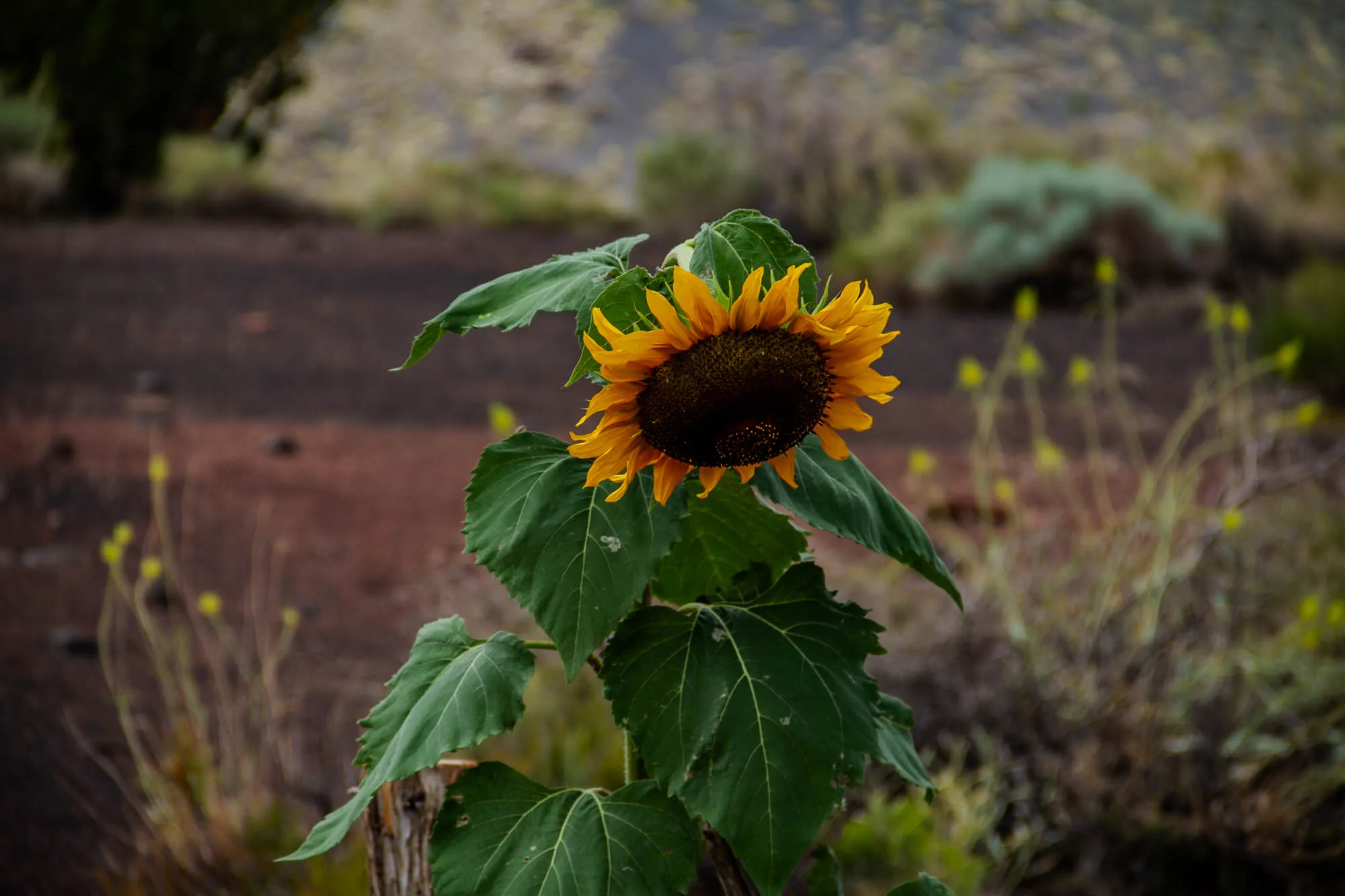 A single sunflower in full bloom with yellow petals and a dark brown center is growing tall in the foreground, with only its head and upper leaves visible. It is growing in a field of dry, brown, and gray grasses. The sunflower is facing the right and leaning slightly. It is backlit by the sun, causing the petals to glow. The leaves are large and green, with a few brown spots. Behind the sunflower, in the blurry background, is a field of dry grasses and bushes, including some green ones. The ground is a mixture of brown dirt and rocks. The sky is a muted gray, possibly overcast.