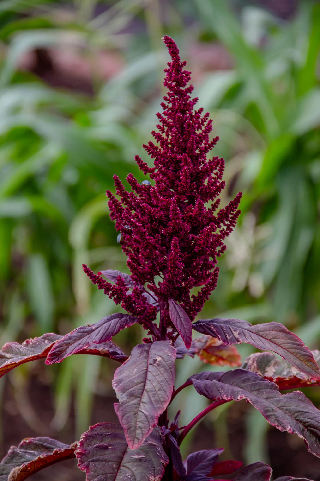 A close-up image of a tall, red amaranth plant with large, dark purple leaves.  The plant is in focus against a blurry background of green foliage. The red amaranth flowers are densely packed on the tall stem. There are a few small, dark insects on the amaranth flower.