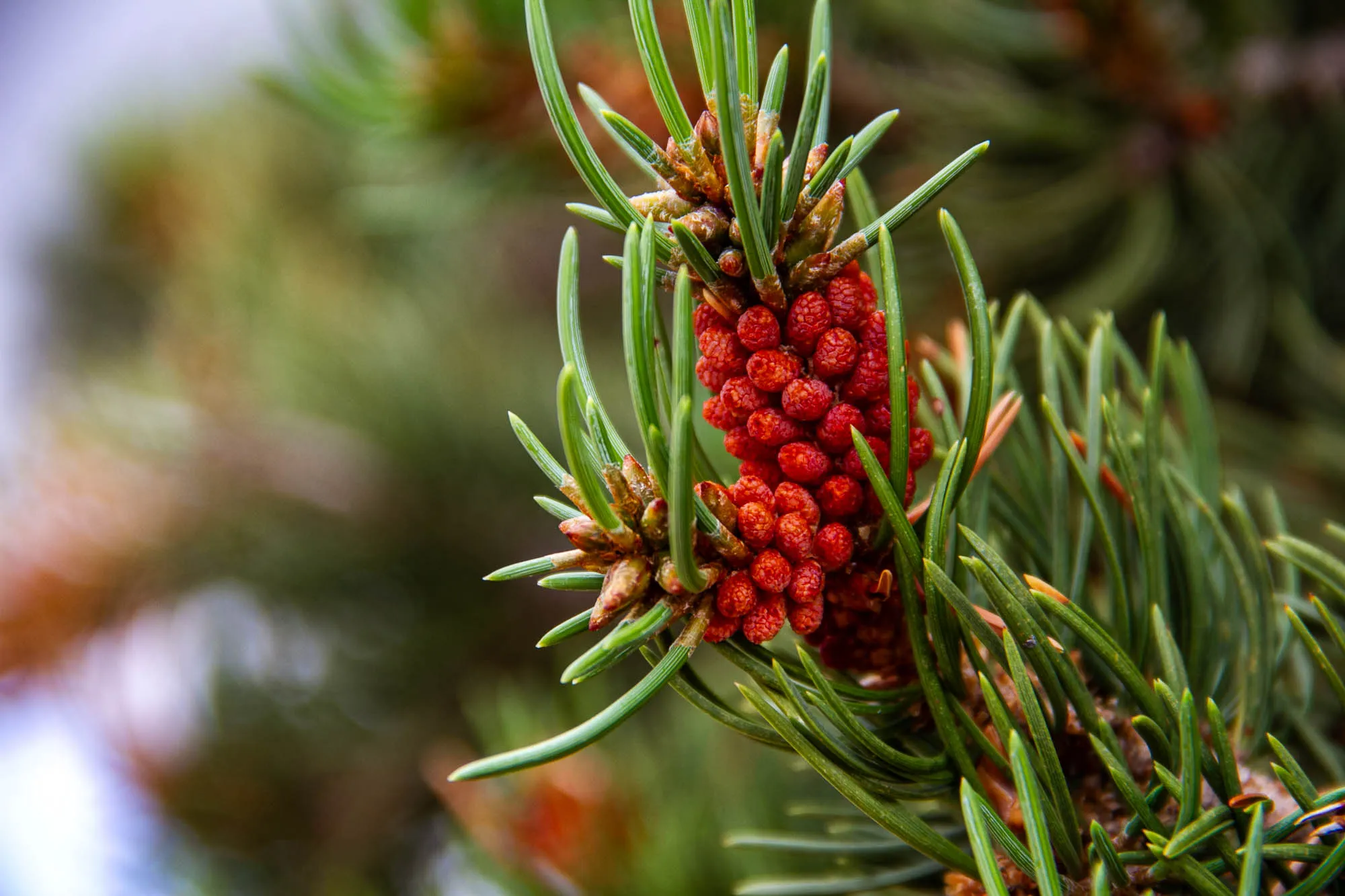 A close up of a pine tree branch with a cluster of bright red pine cones. The pine needles are long and green.  The background is blurred with more pine tree branches.  The red pine cones have a fuzzy texture and are closely clustered together.  It looks like a pine tree in the springtime. 
