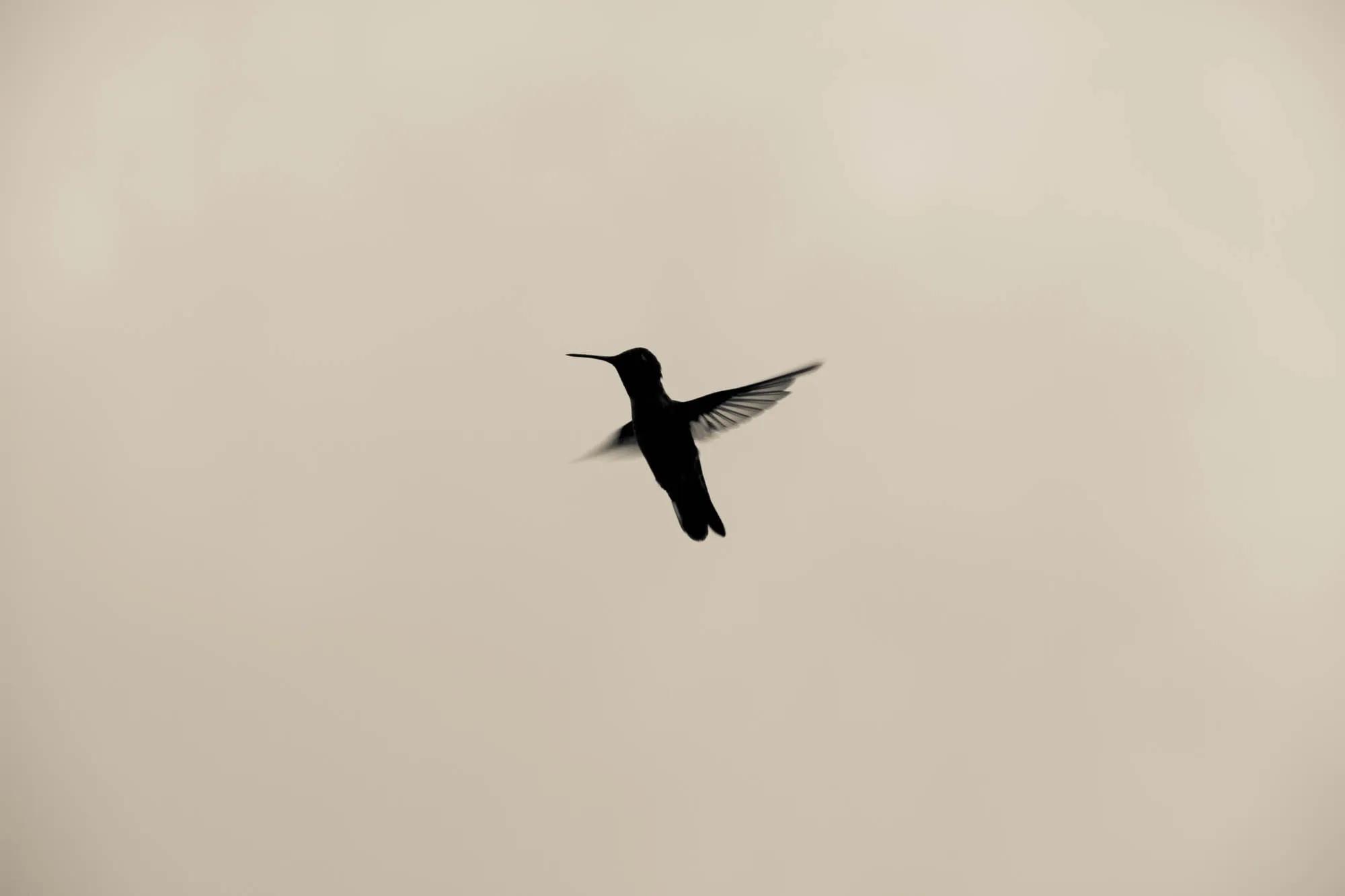 A silhouette of a hummingbird in flight against a light beige background. The hummingbird is facing to the right and its wings are spread wide.