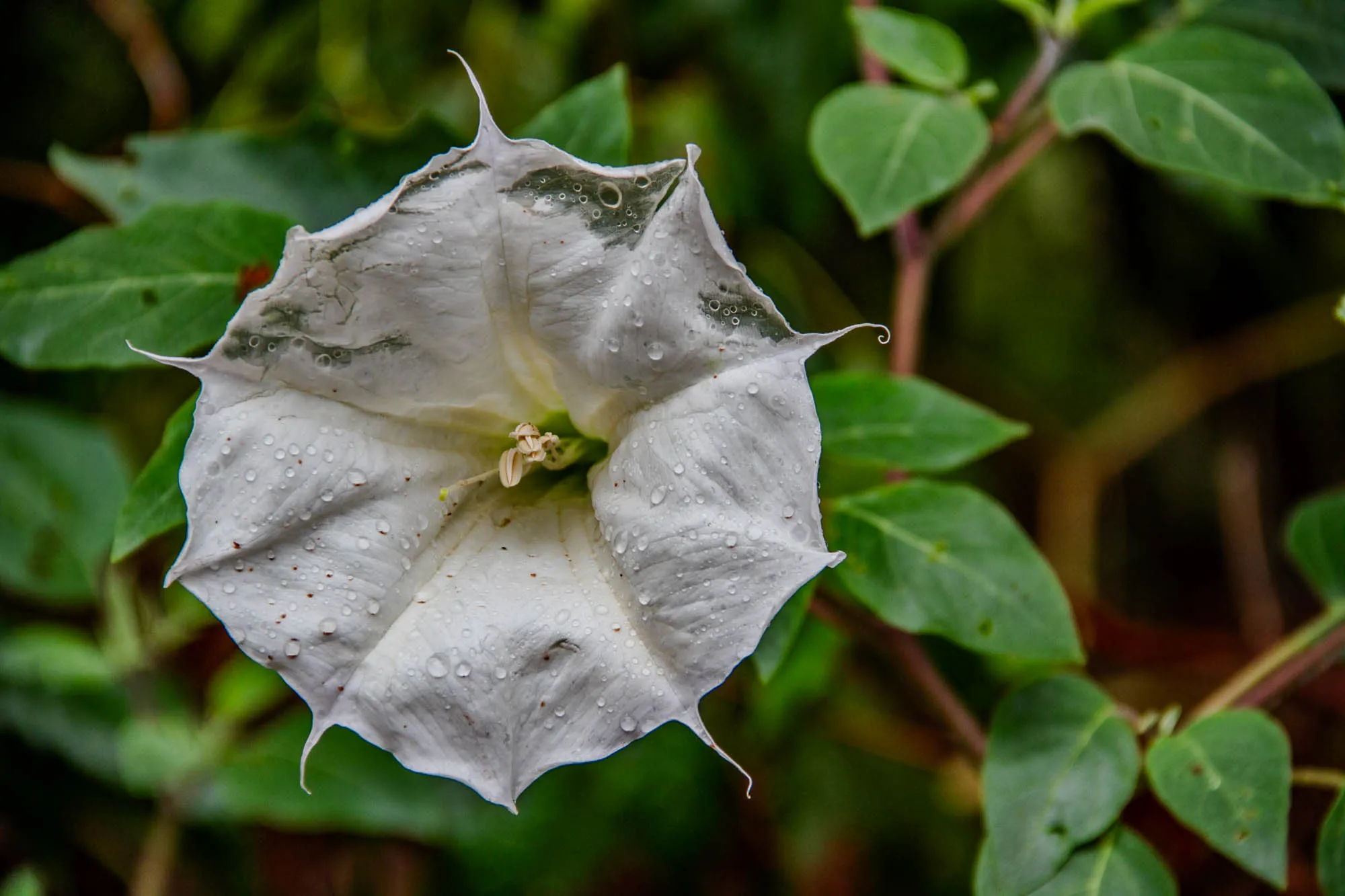 A white flower with a star-shaped center covered in water droplets. The flower is in the center of the image and is surrounded by dark green leaves. The flower has five points and a long, thin stem that extends to the bottom of the image.