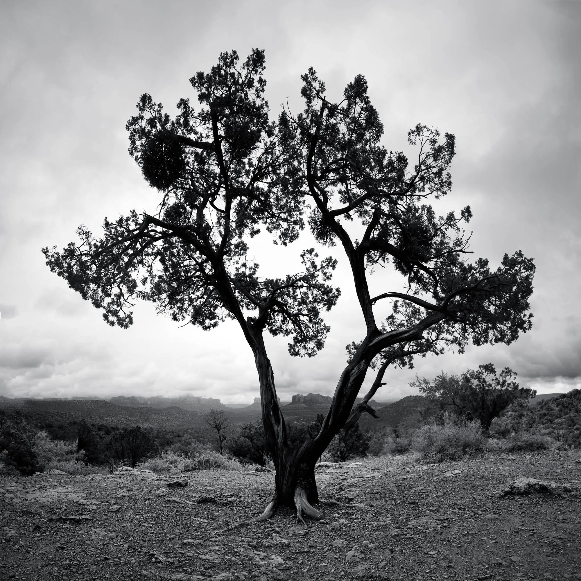 A black and white photo of a single tree in a barren landscape. The tree has a thick, twisted trunk and branches that spread out in all directions. The branches are bare except for a few small leaves. The tree is silhouetted against a cloudy sky. There is a small forest behind the tree and it is a cloudy day, but the forest is obscured slightly.  The ground is rocky and uneven, and there is a sense of loneliness and desolation in the image.