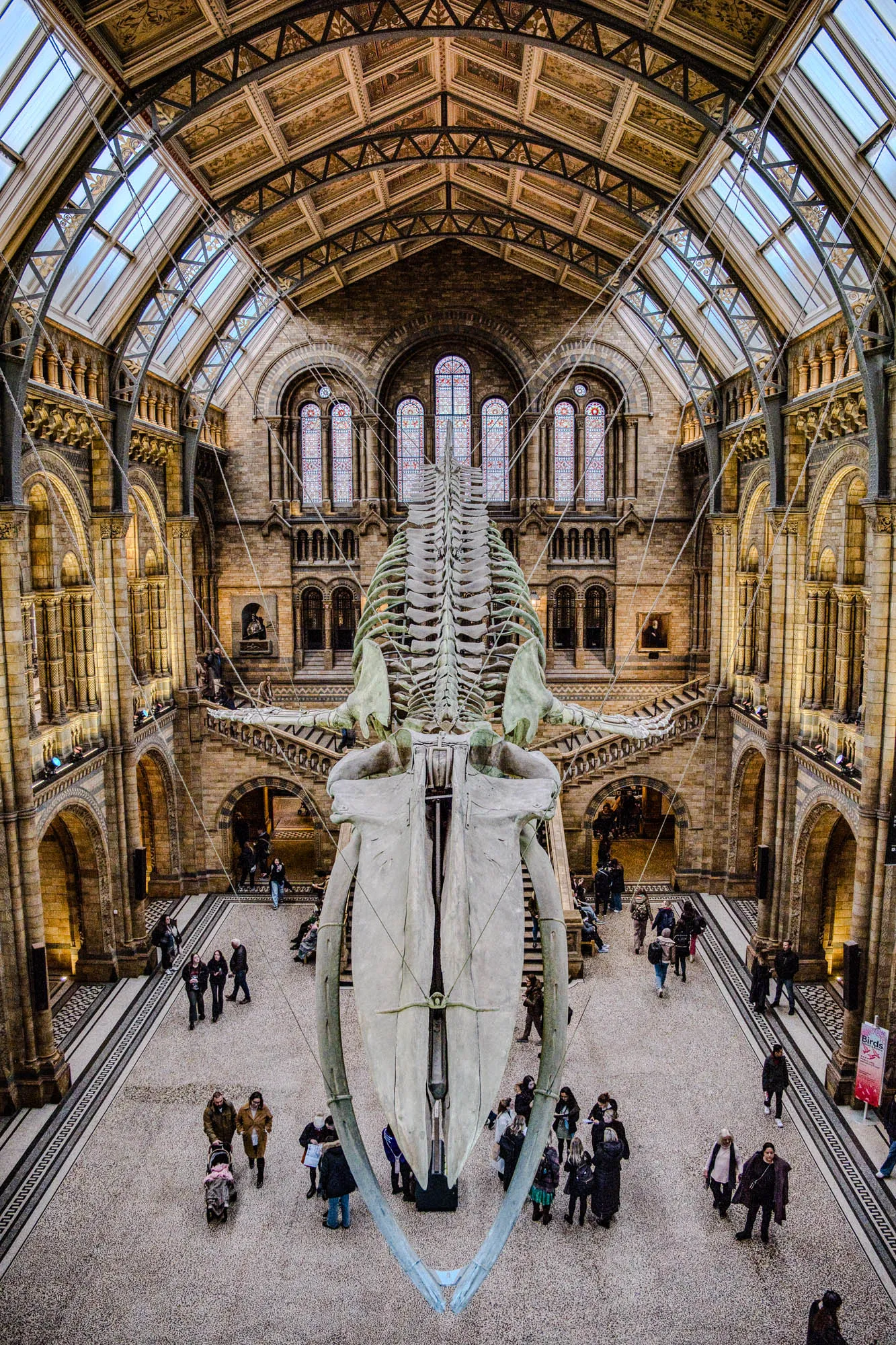 The image shows the skeleton of a blue whale hanging from the ceiling of a large, high-ceilinged room. The skeleton is suspended by wires.  The room has a vaulted ceiling with an intricate pattern of wooden beams and stained glass windows on the back wall. The room is filled with people, some looking up at the skeleton. The floor is a speckled grey and black tile.