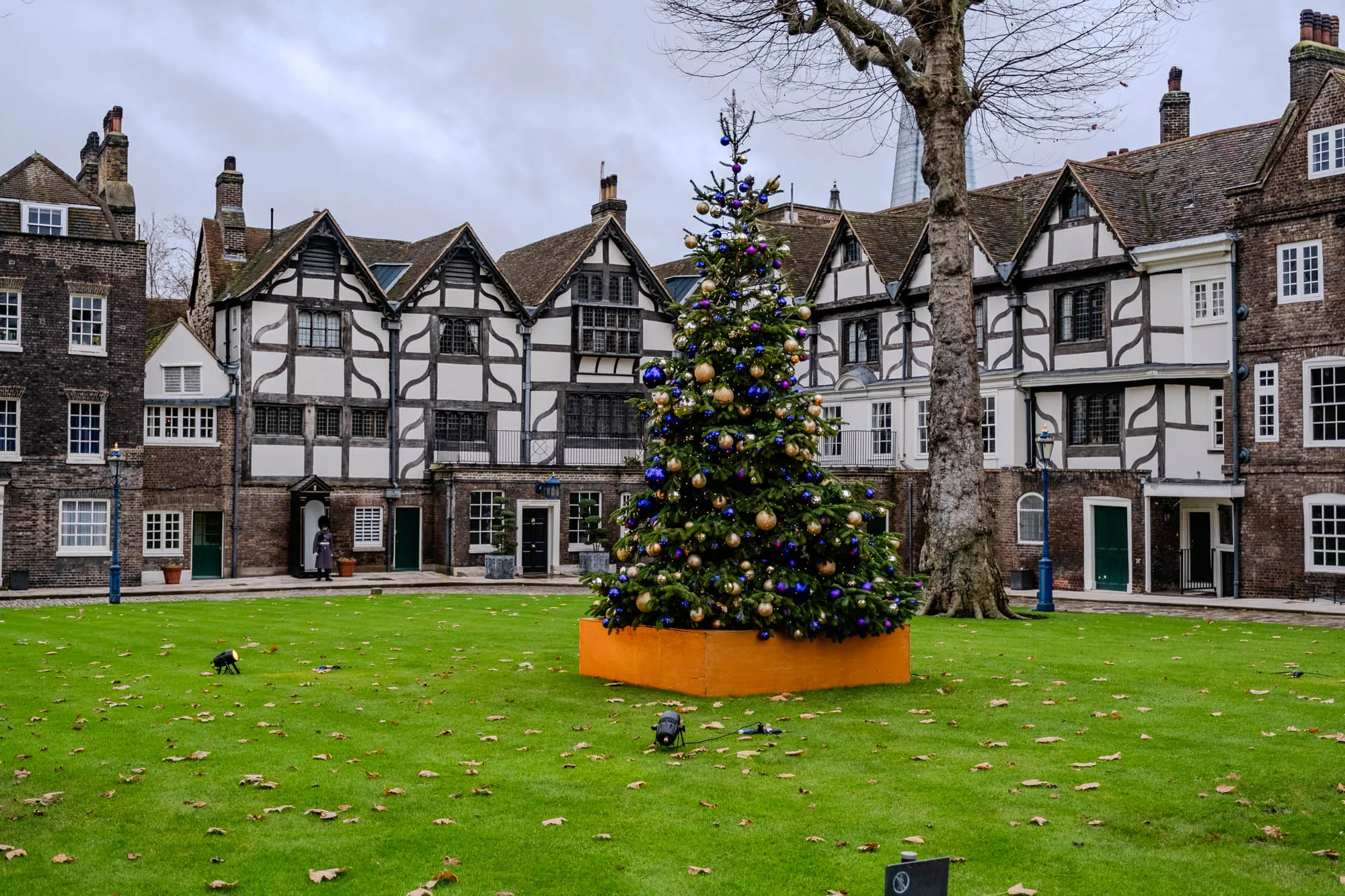 The image shows a large, decorated Christmas tree standing in the center of a grassy courtyard. The tree is adorned with many blue and gold ornaments and has a thick base of pine needles. There are a few fallen leaves on the grass around the tree, and a few other small trees can be seen around the edge of the courtyard. The tree is situated in front of a group of brick and timber buildings, all with black roofs and large windows. The buildings are connected by a low brick wall. There is a large, bare-branched tree with a thick trunk on the right side of the image, and the tip of a tall, spire-shaped building is visible in the distance through the bare branches. In the background, on the left, a person in a black uniform is walking. In the foreground, on the left, there is a dark spotlight aimed at the tree, and a small black sign can be seen on the ground.  There is also a large tree in the background. The image was taken on a cloudy day. 
