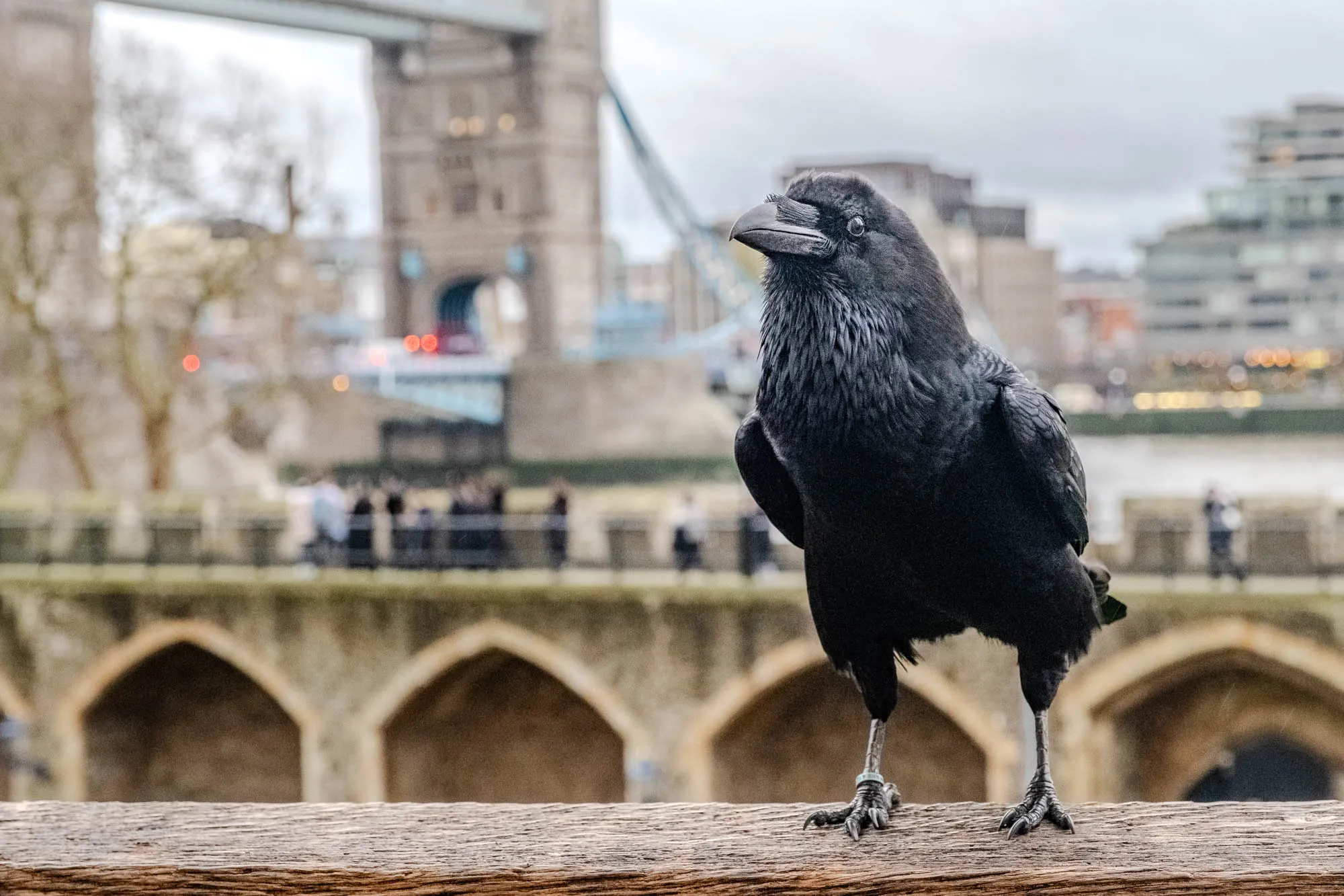 The image shows a black raven standing on a wooden surface. It is looking to the left, with the Tower Bridge of London in the blurry background. The raven has a slightly hunched posture, with its head tilted to the side. Its feathers are smooth and glossy, and its eyes are beady and black. The bridge is a stone structure with multiple arches and towers, and the surrounding area is also blurred. The raven appears to be looking at something in the distance, possibly a person or another bird.