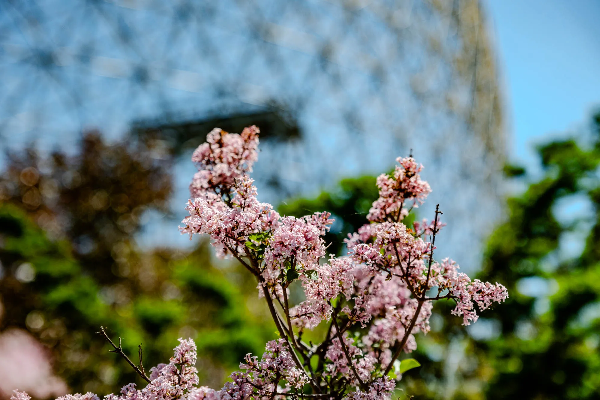 The image shows a branch of a flowering plant, likely a lilac bush, in full bloom, with soft, pink flowers against a background of blurred green foliage and a large, indistinct structure that appears to be made of metal and glass. The flowers are tightly packed on the branches and are arranged in clusters.  The background foliage is soft and out of focus, providing a gentle backdrop to the vibrant pink of the blossoms. The metal and glass structure is only a faint presence, adding a sense of distance and perspective to the image.  Overall, the image evokes a sense of peace and tranquility, focusing on the delicate beauty of the flowering plant.  The bright colors of the flowers and the softness of the blurred background create a calming and harmonious composition. 
