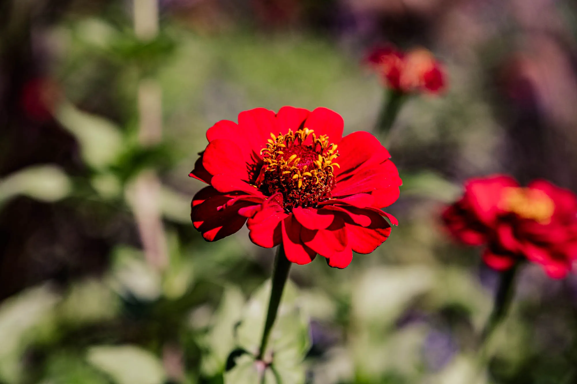 A vibrant, close-up shot of a red zinnia flower takes center stage. The flower has multiple layers of deep red petals, each with a slightly rounded edge, radiating outwards from the central disk. These petals create a layered effect, adding depth and texture. The flower's center is a mix of deep brown and golden yellow with many tiny, densely packed florets. The zinnia is positioned at the end of a green stem, which extends downwards from the base of the flower. A shallow depth of field blurs the green leafy background, causing the main zinnia to stand out vividly. Two more of the same type of flowers, also red in color, can be seen in the background but are not fully in focus.