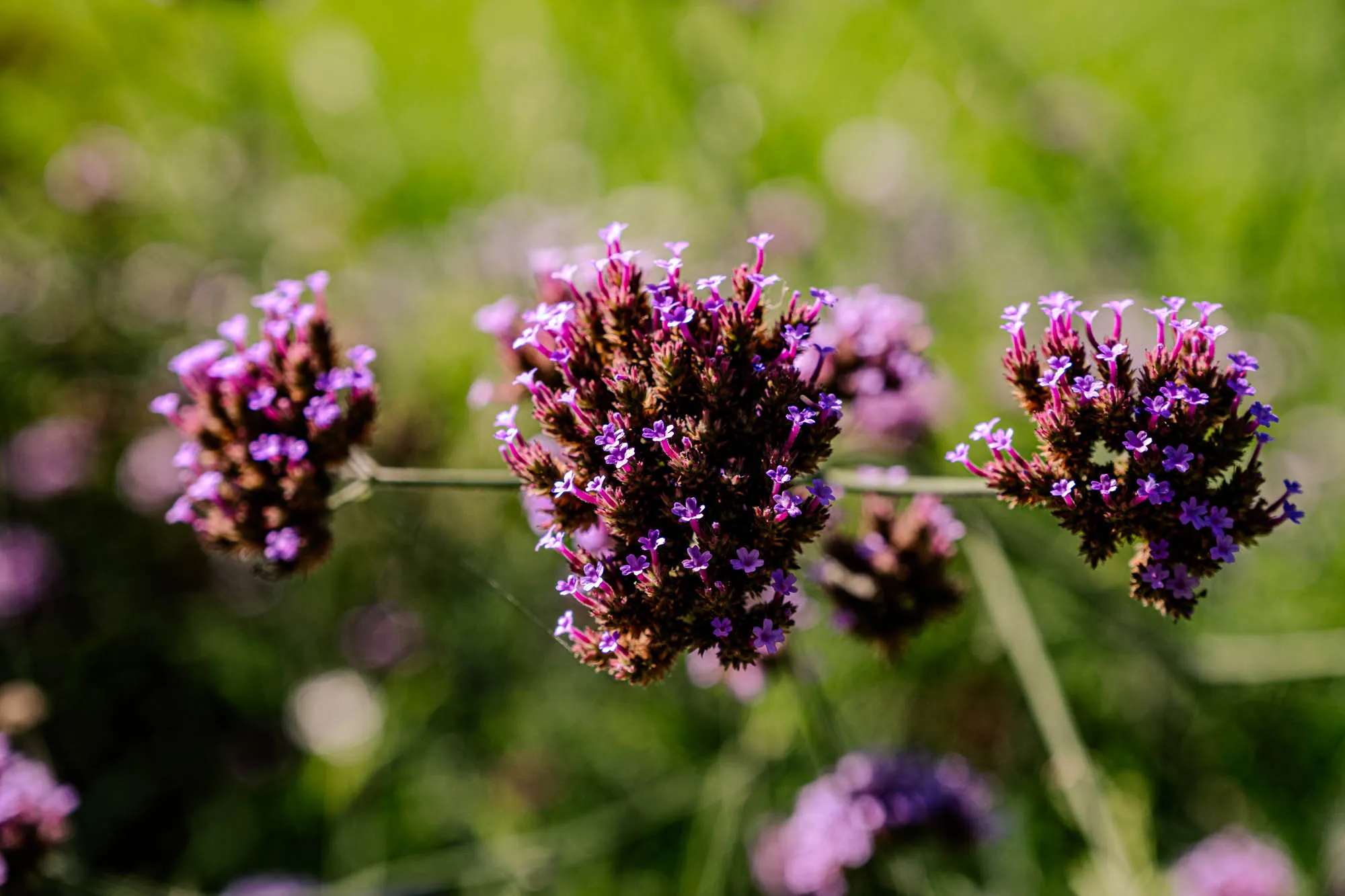 The image presents a close-up view of a cluster of Verbena bonariensis flowers, also known as purpletop vervain. The flowers are arranged in small, rounded umbels, each featuring numerous tiny, vibrant purple-pink blossoms. These delicate flowers are densely packed together, creating a textured, almost fuzzy appearance. The stems supporting the flowers are dark, providing a contrast to the bright petals. The background is a soft, blurred green, suggesting a garden or natural setting with the sunlight filtering through. This background creates a bokeh effect with lighter circles of brightness. The focus is sharply on the flowers, highlighting their intricate details and delicate beauty.