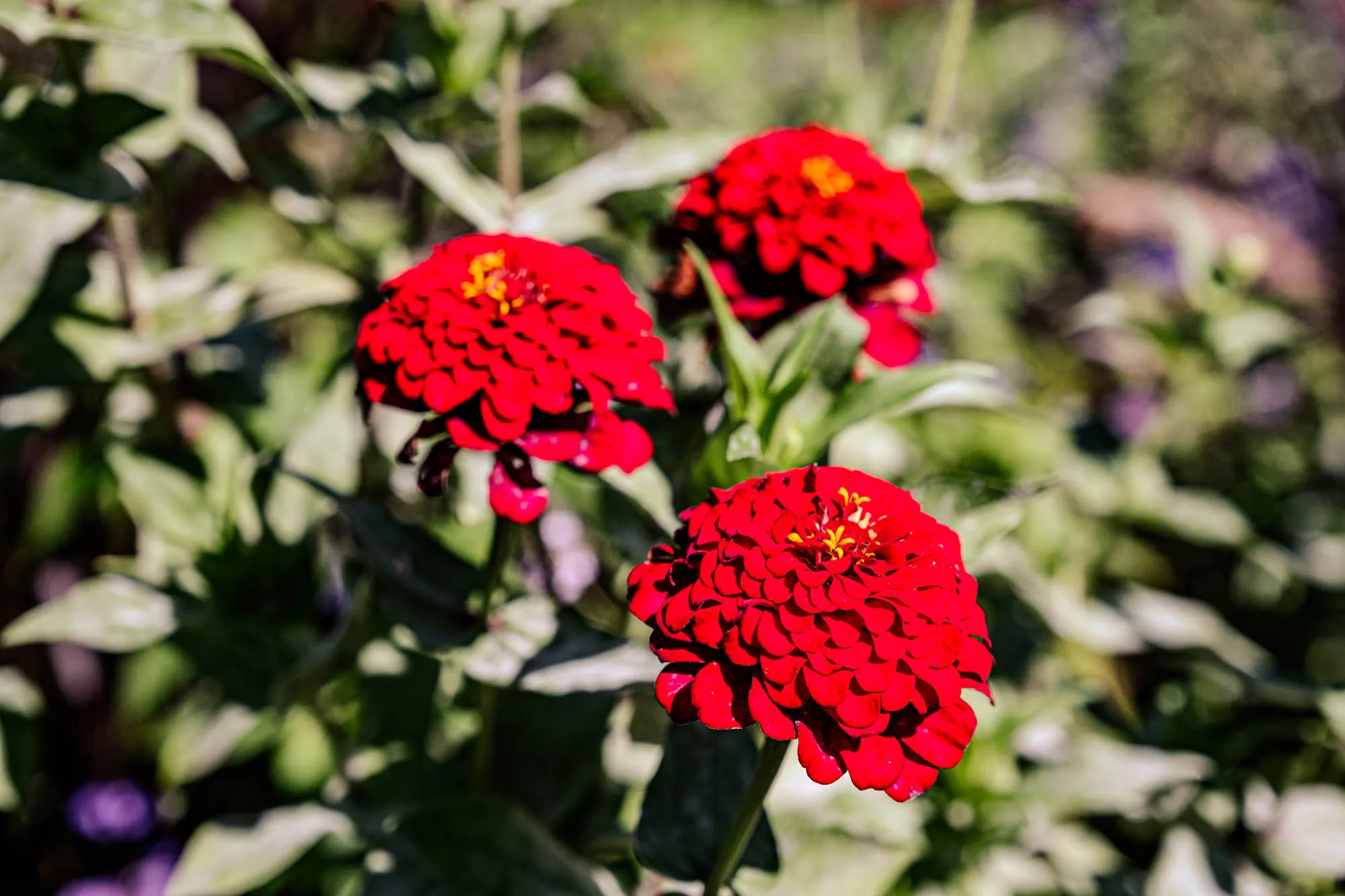The image showcases a vibrant cluster of three red Zinnia flowers amidst a backdrop of green foliage. The focal point is the Zinnia in the lower center, its head turned towards the viewer. The flower's petals are a deep, saturated red, densely packed to form a full, almost spherical shape. Each petal curls slightly, creating a textured, layered effect. At the center of the flower, tiny bright yellow stamen are clustered, providing a striking contrast to the surrounding red. The two other Zinnias are slightly out of focus, positioned behind and above the primary flower. They also exhibit the same intense red hue and densely packed petal structure. Surrounding the flowers is a mass of green leaves, their varying shades suggesting depth and texture. Some leaves are a darker, richer green, while others are lighter, creating a play of light and shadow. The overall impression is one of vibrant color and natural beauty, capturing the essence of a summer garden in full bloom.