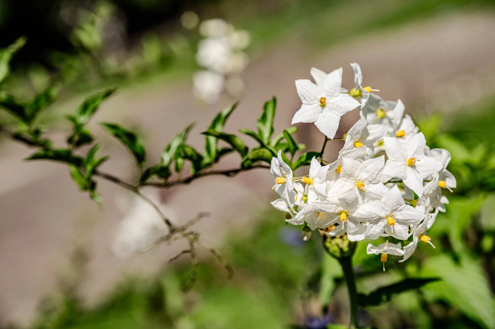 The image showcases a cluster of delicate white flowers, possibly potato blossoms, set against a soft, blurred background. The flowers are the main focus, and they are presented in sharp detail. Each flower has five petals, forming a star-like shape, and a prominent, bright yellow stamen at its center. The petals have a slightly ruffled texture, hinting at their fragility. The flowers are densely packed together, creating a rounded bouquet effect. A slender, brown-green stem supports the floral cluster, and small, pointed green leaves are scattered along its length, adding a touch of vibrant color. The background is a mix of blurred greens and browns, suggesting a garden or natural setting. The overall effect is one of serene beauty and natural elegance.