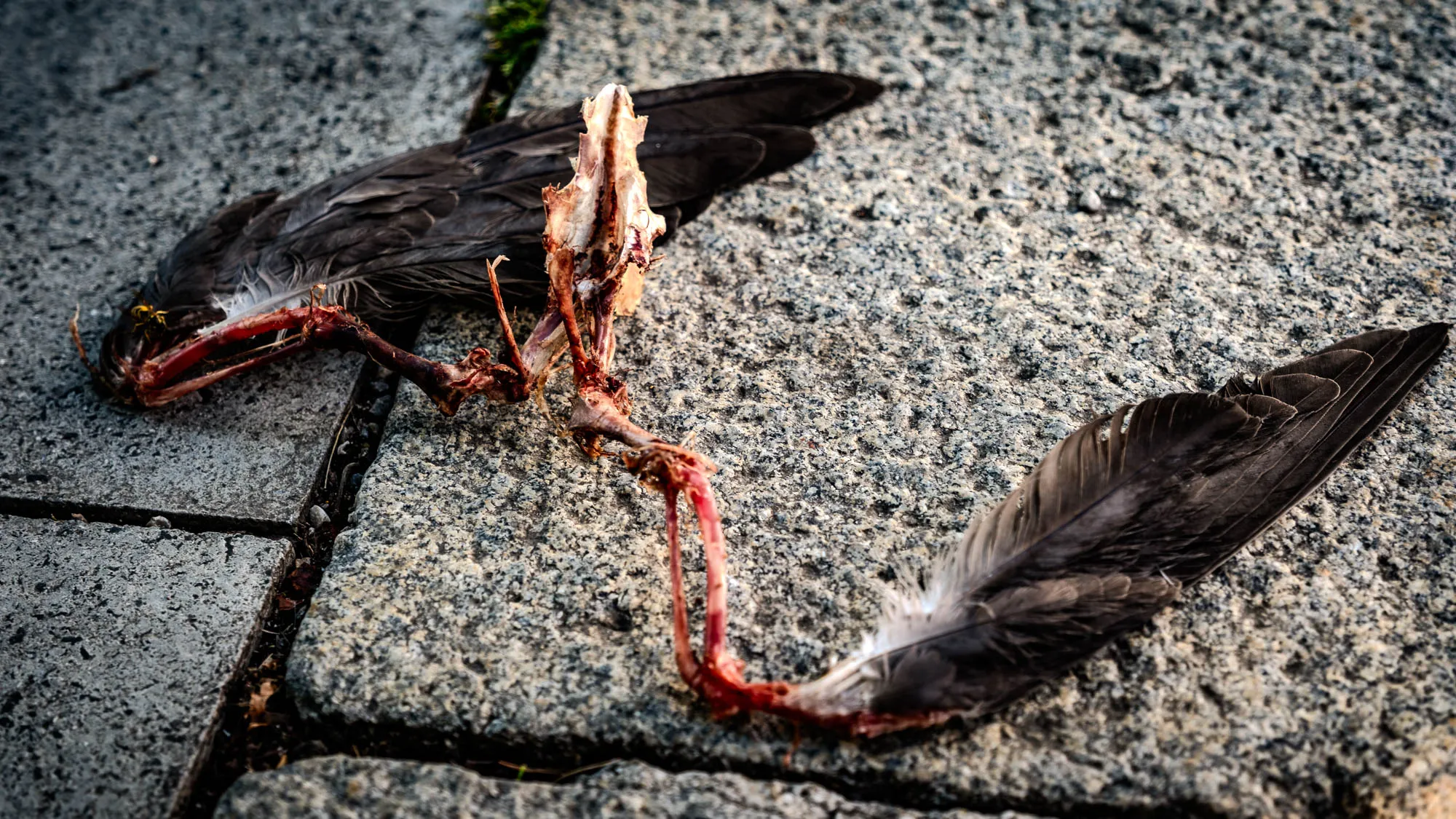 A close-up shot shows two dahlia flowers in soft focus against a green, leafy background. The main flower, positioned in the lower left of the frame, commands attention. It's a stunning bloom with layers of petals, starting with a bright yellow center that gradually transitions to a creamy white. Each petal is delicately tipped with a vibrant, light magenta. A fuzzy, dark bumblebee is nestled in the flower's center, presumably collecting pollen. Its black body is dusted with yellow pollen. Behind and slightly to the right of the main flower, a second dahlia is visible but out of focus. This flower shares a similar color scheme but appears more washed out and less defined. The background is a wash of green, representing foliage, and providing a soft, natural backdrop that highlights the intricate details and colors of the flowers.
