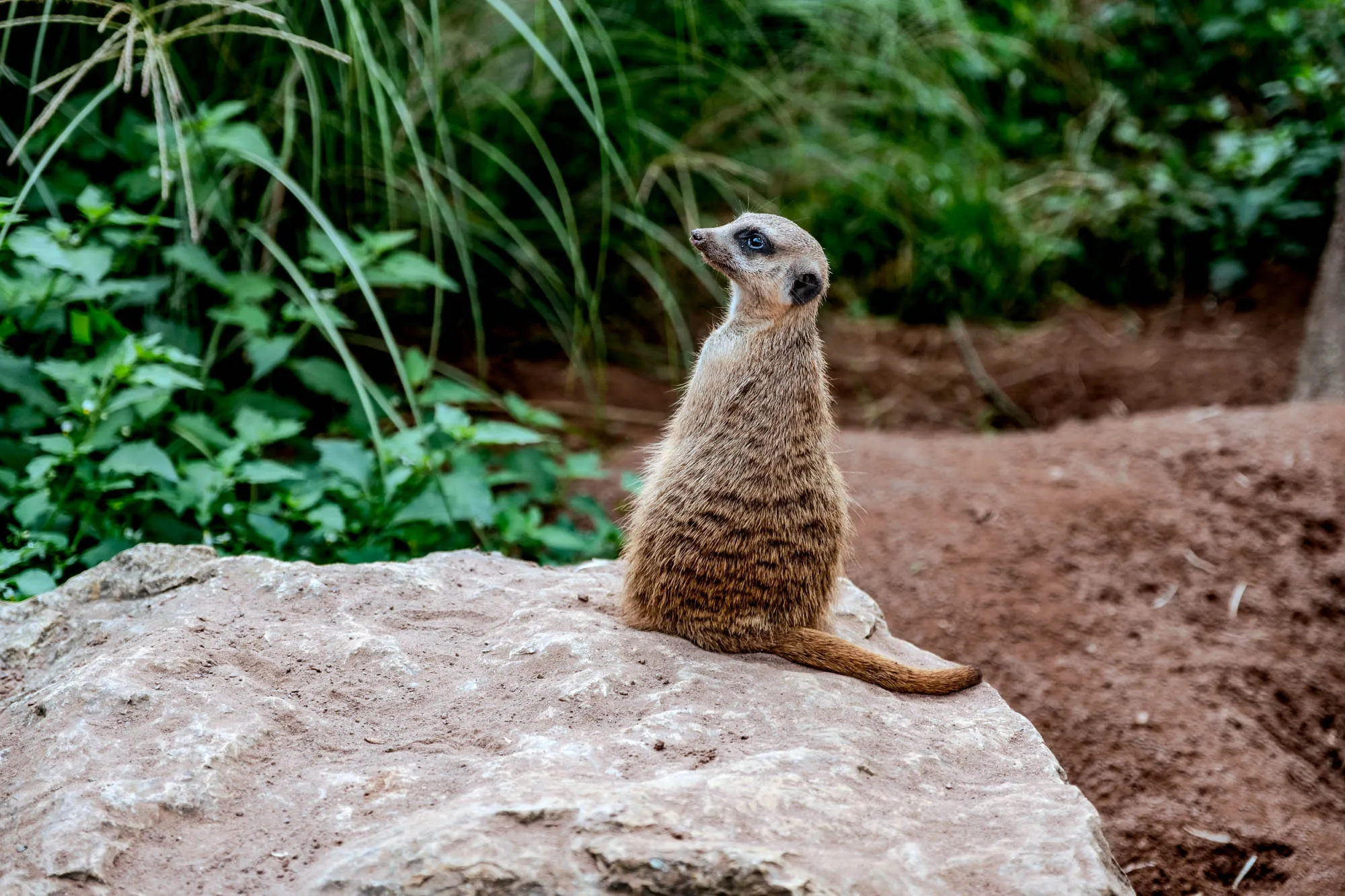 A meerkat is perched on a large, textured rock, its body upright and alert. The rock, which is light tan with darker markings, provides a clear foreground element. The meerkat, facing toward the left of the frame, has a slender, elongated body covered in brownish-tan fur with darker stripes. Its tail, which is also furry, extends down the side of the rock. The meerkat's head is small and features black markings around its eyes. Behind the rock and meerkat, there's a dense background of green foliage, composed of various plants and grasses, creating a natural, slightly out-of-focus setting.