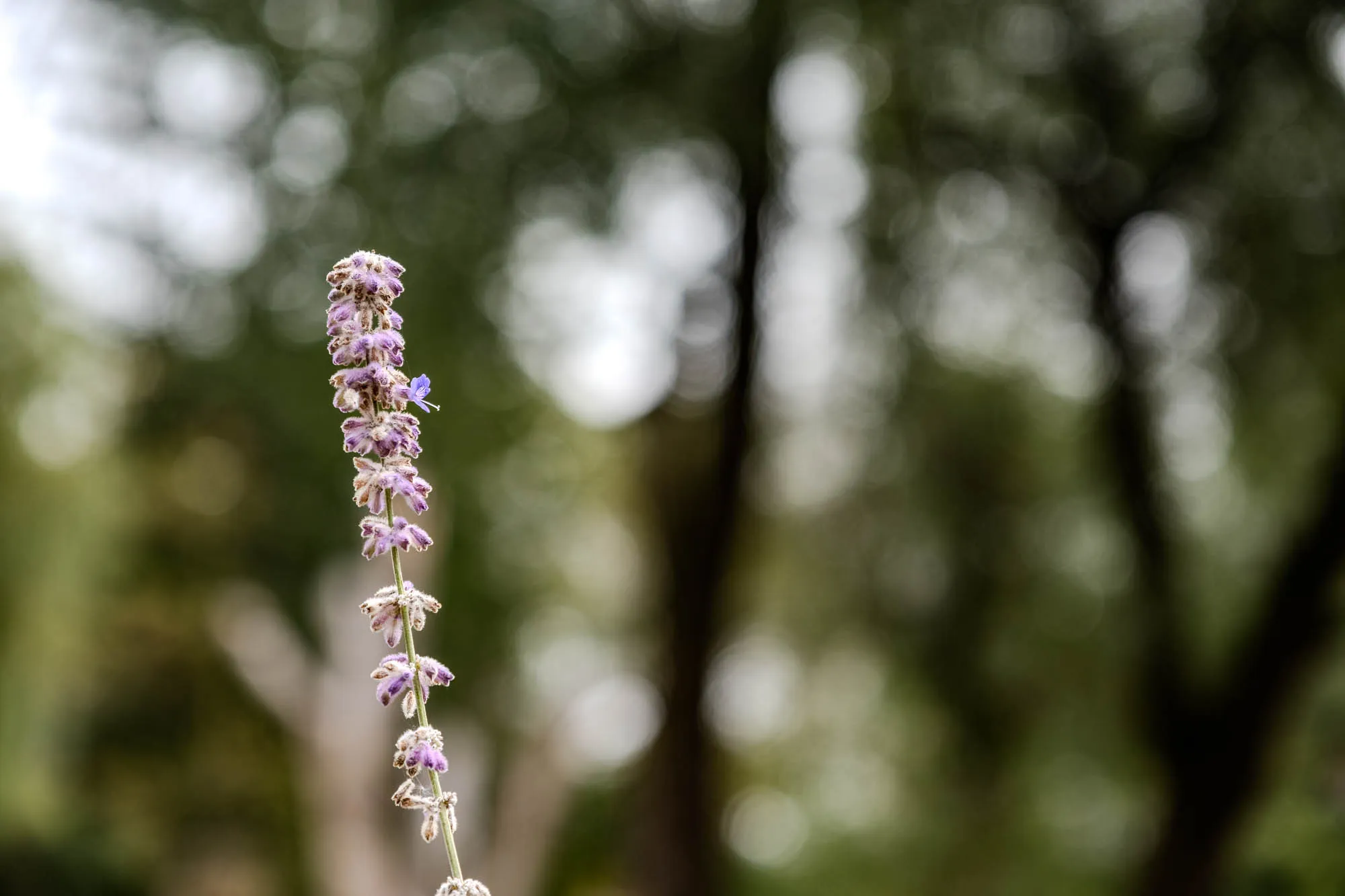 A single, slender stalk of lavender colored flowers ascends vertically in the left portion of the frame, sharply in focus against a soft, blurred background. The stalk is densely covered with small, intricate floral clusters, each a pale purple with fuzzy, whitish accents. The flowers appear stacked, creating a textured column. A single, small blue flower blooms near the top of the stalk. The background consists of muted greens and light patches, suggesting trees and foliage out of focus. The overall impression is one of delicate detail and natural beauty, with a sense of depth created by the contrasting sharpness and blur.