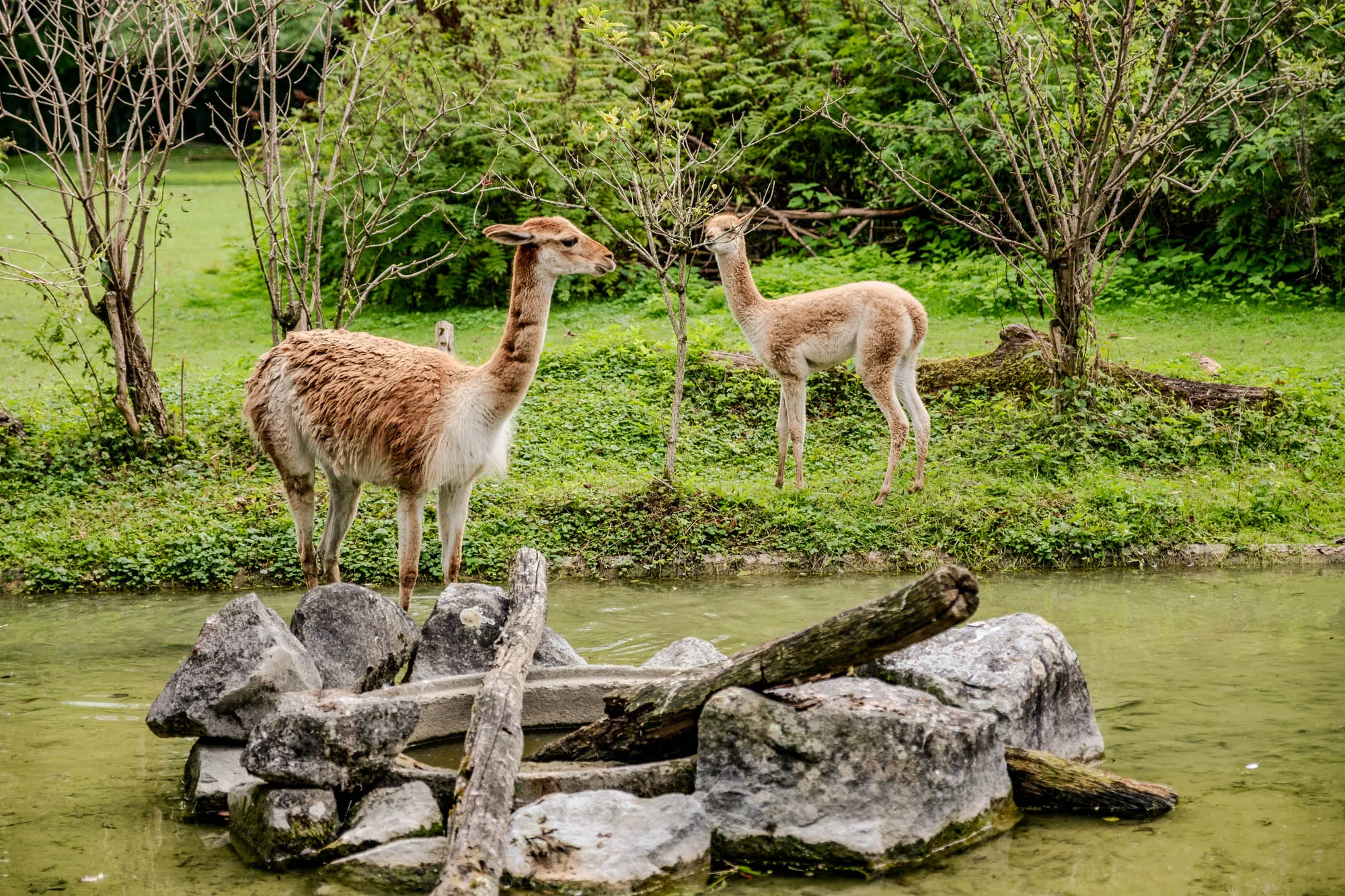 The image shows two vicuñas standing in a green, grassy area with trees in the background. In the foreground, there is a small body of water. A stone structure in the water is made of piled rocks, with some wood logs resting on top. The first vicuña, closer to the viewer, is a medium size, with a long neck, slender legs, and a woolly coat that is brownish-tan on its back and white on its belly and legs. Its head is a solid light brown color. It's positioned to the left of the stone structure, partially obscuring it. The second vicuña is positioned further back, on a grassy hill. This vicuña is smaller than the first, with lighter tan fur. The background is a lush green, with trees and shrubs providing a natural setting. The lighting is soft and diffused, creating a peaceful atmosphere.