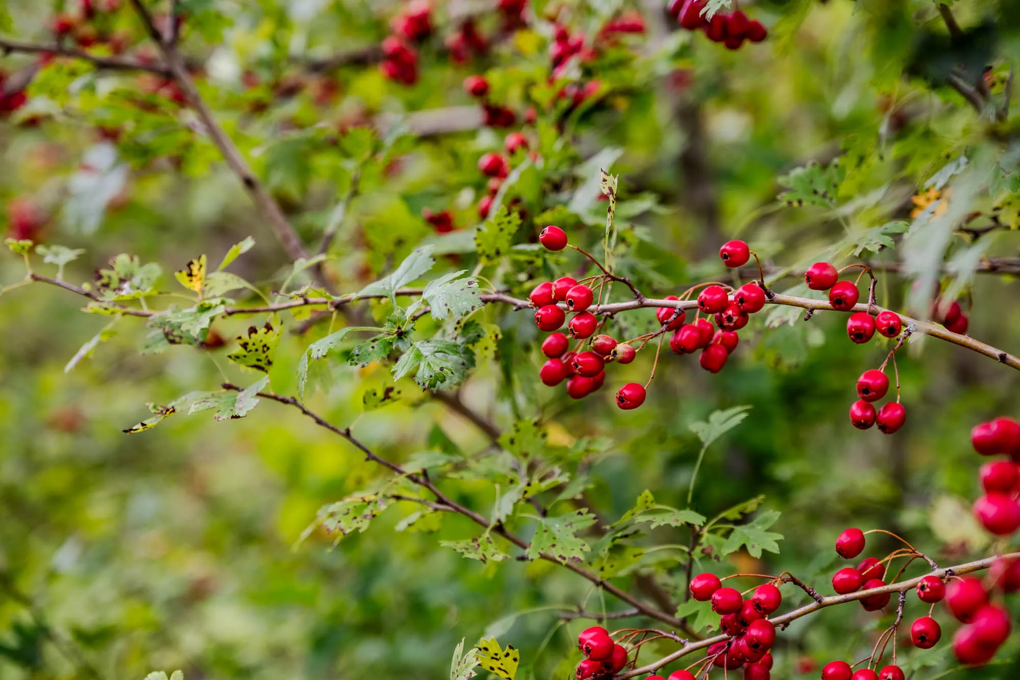 A close-up image of a hawthorn bush. Thin, brown branches, some with small thorns, extend across the frame, laden with clusters of bright red berries. The berries are round and plump, catching the light and creating small highlights. The leaves are green, with serrated edges, and some are showing yellowing, indicating the beginning of autumn. The background is a soft, blurred mix of greens and browns, suggesting a lush, natural setting. The focus is sharpest on the berries and nearby leaves, creating depth and drawing the eye to the vibrant colors and textures of the plant.